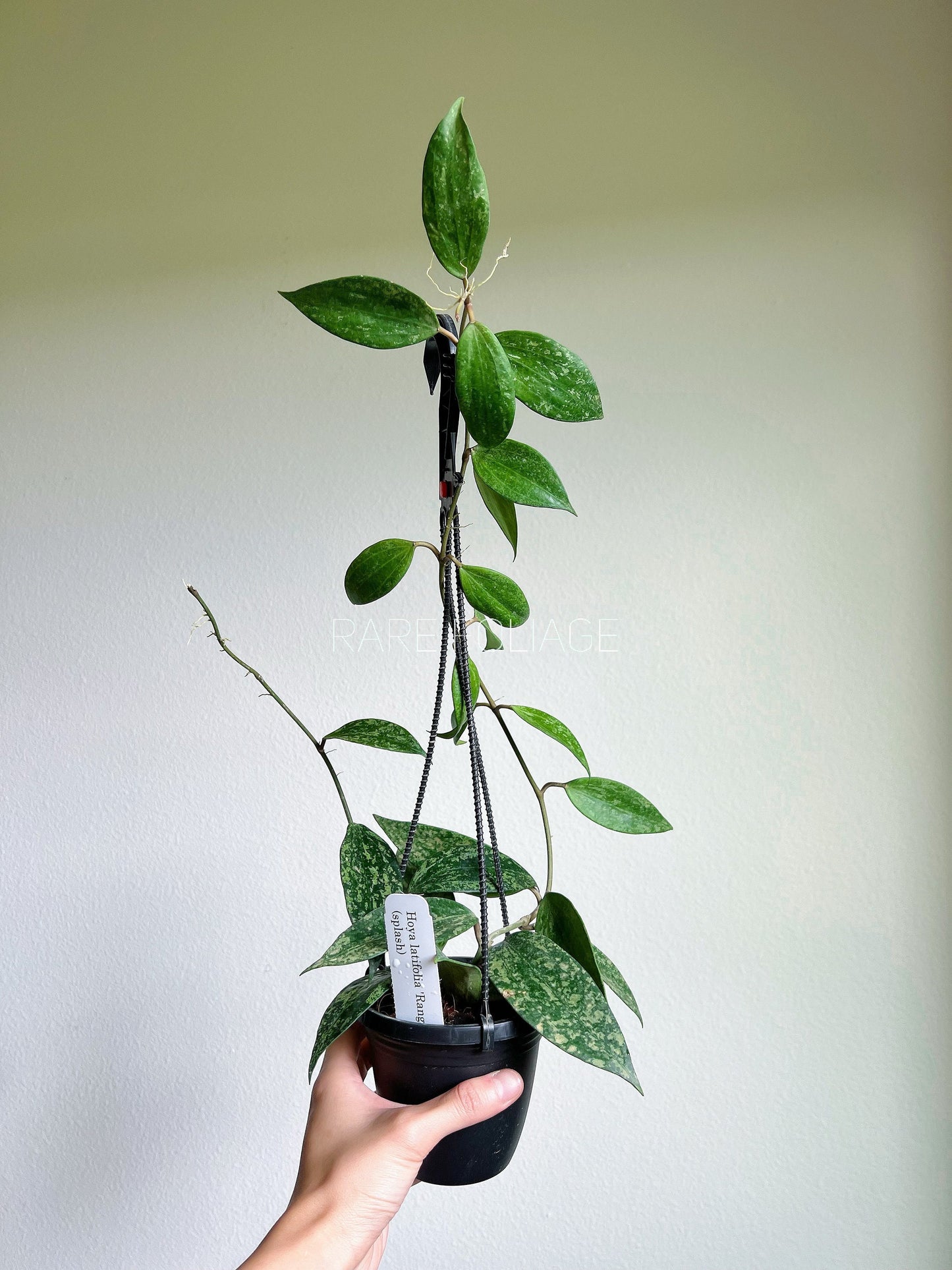 Hoya Latifolia Rangsan Splash 4" Hanging Basket - US SELLER