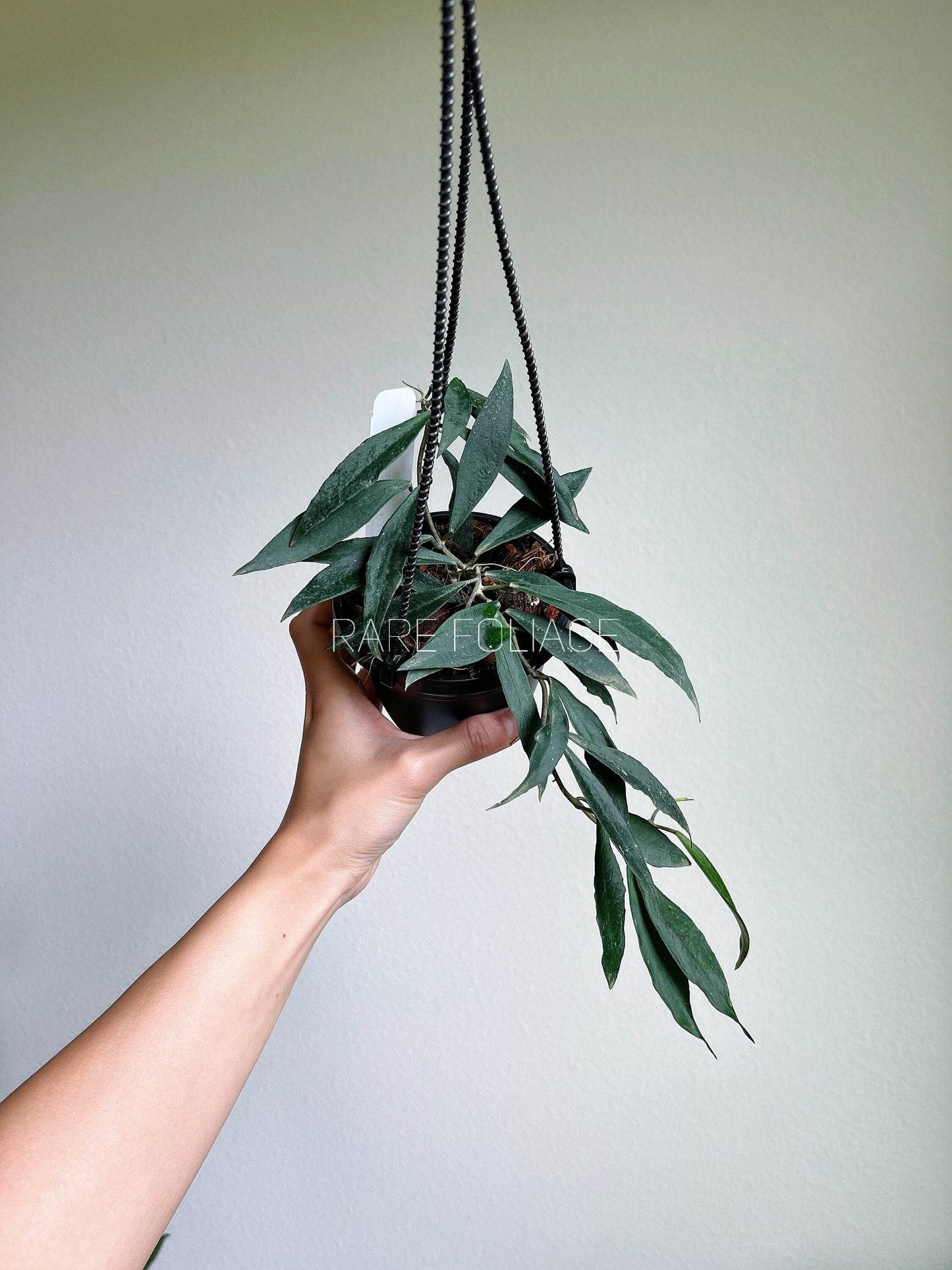 Hoya Mirabillis 4" Hanging Basket - US SELLER