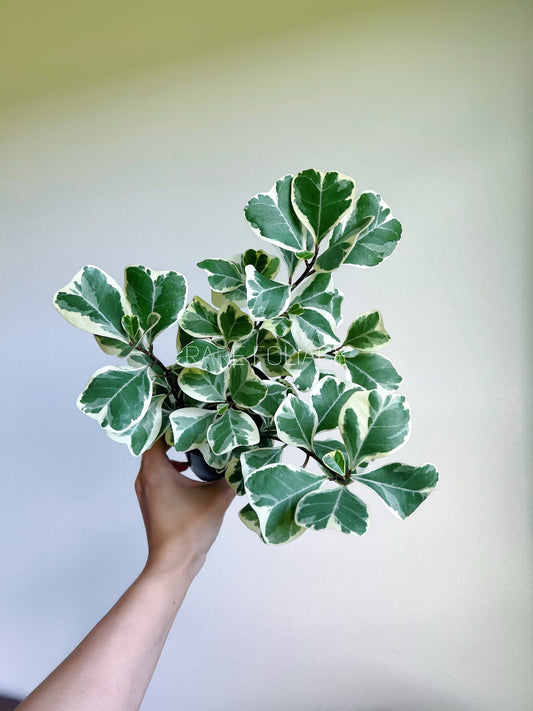 Ficus Triangularis Variegata 4" - US SELLER