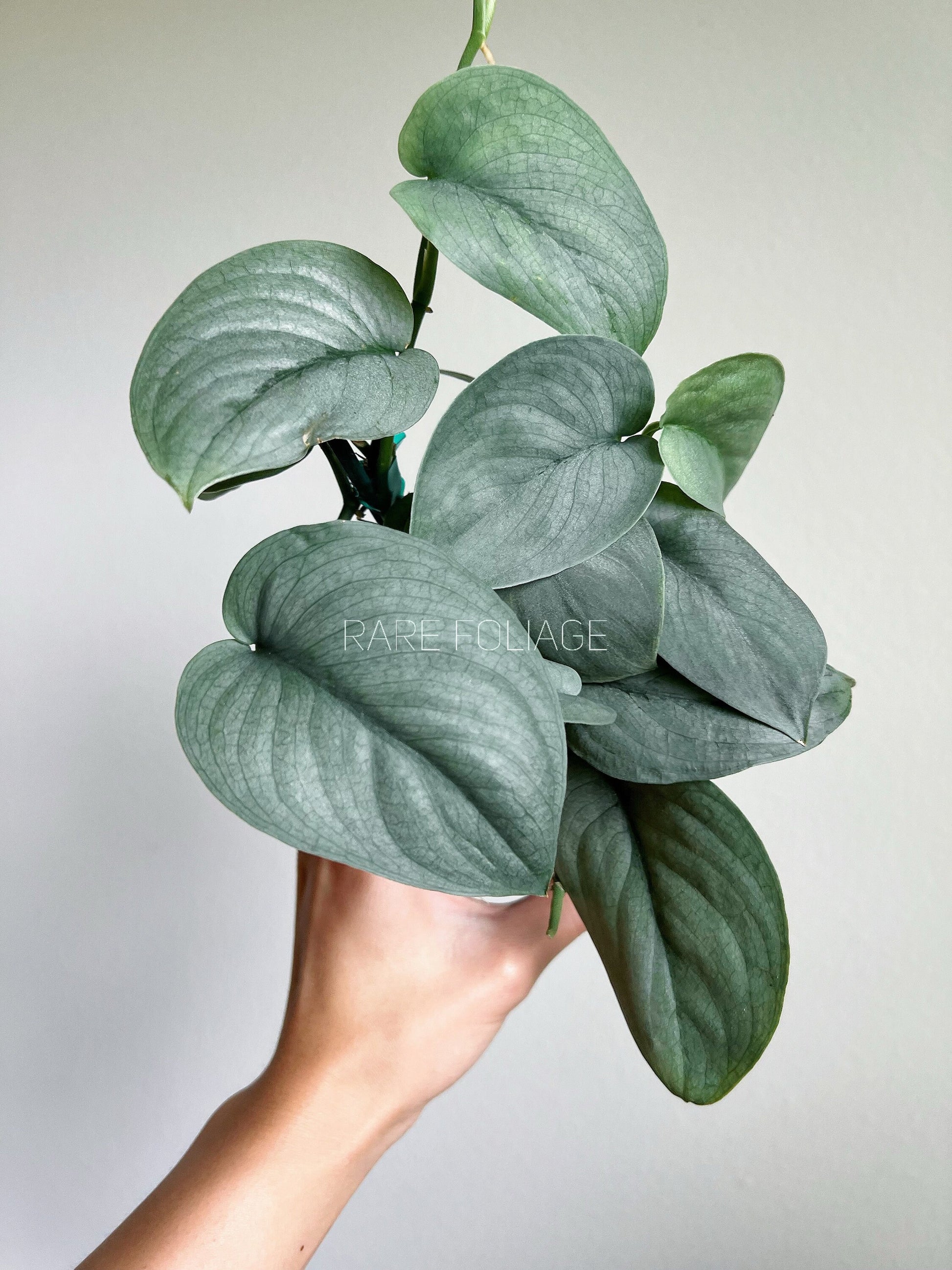 pothos silver hero Scindapsus Pictus Silver Hero 4"