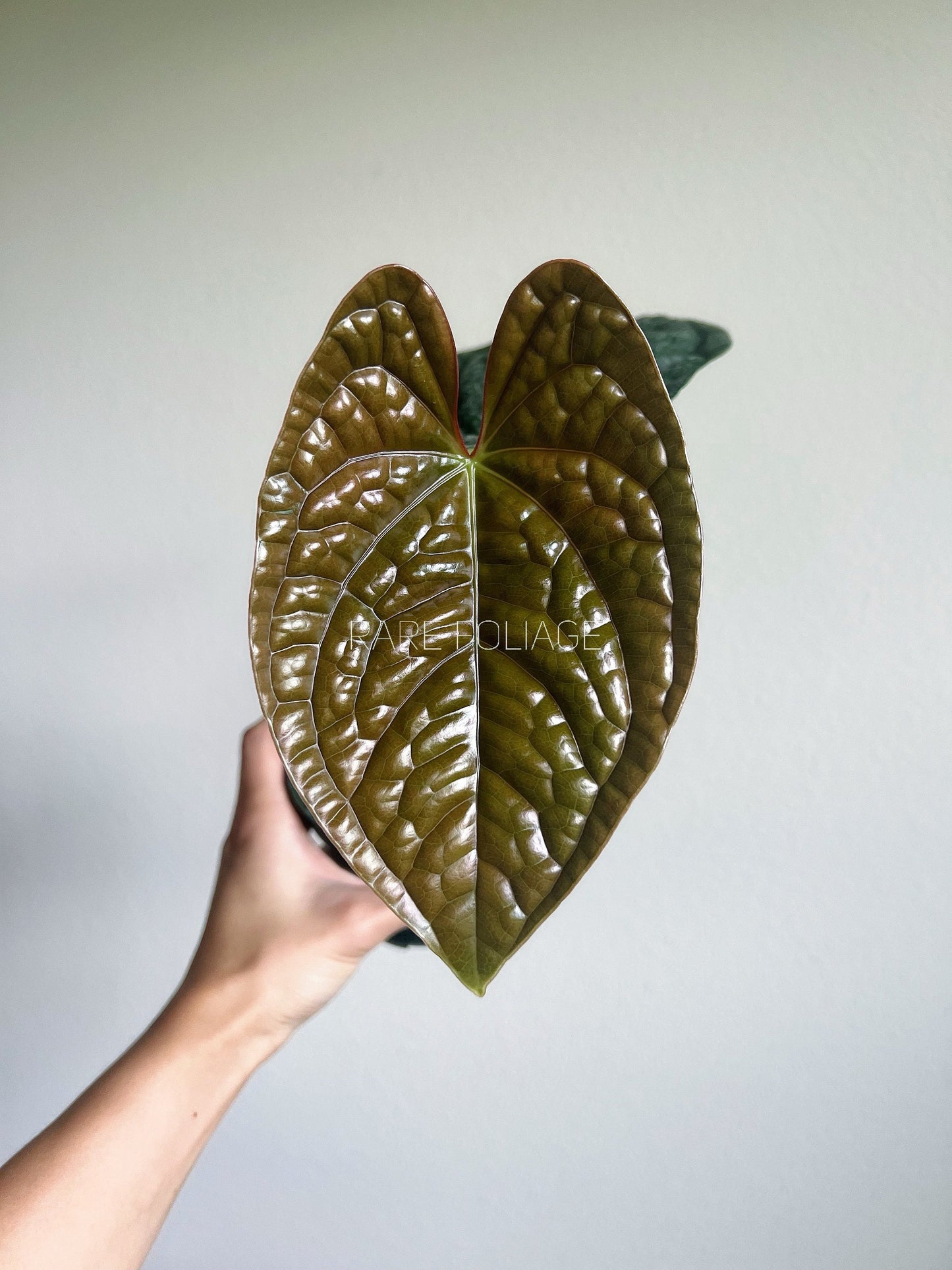 Anthurium Luxurians 4” - US SELLER