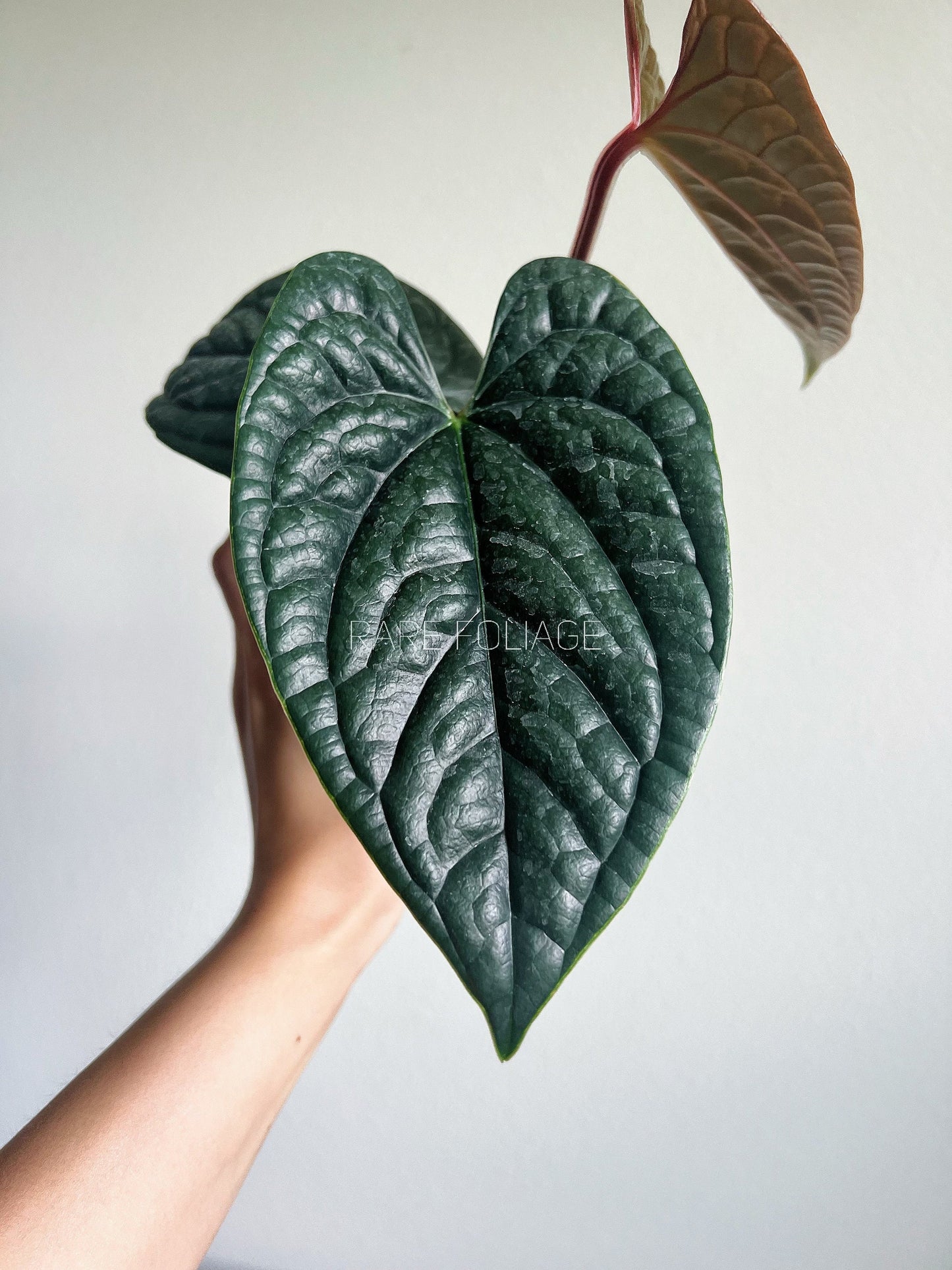 Anthurium Luxurians 4” - US SELLER