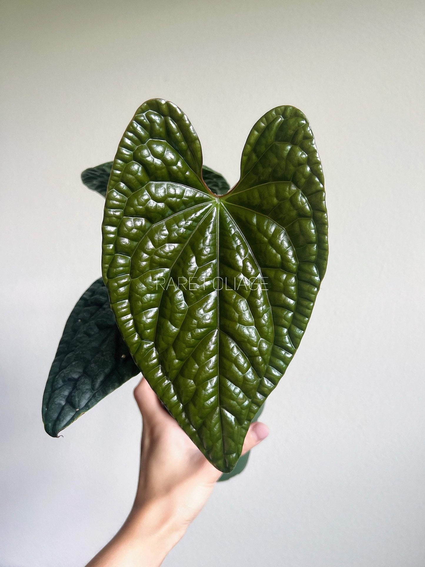 Anthurium Luxurians 4” - US SELLER