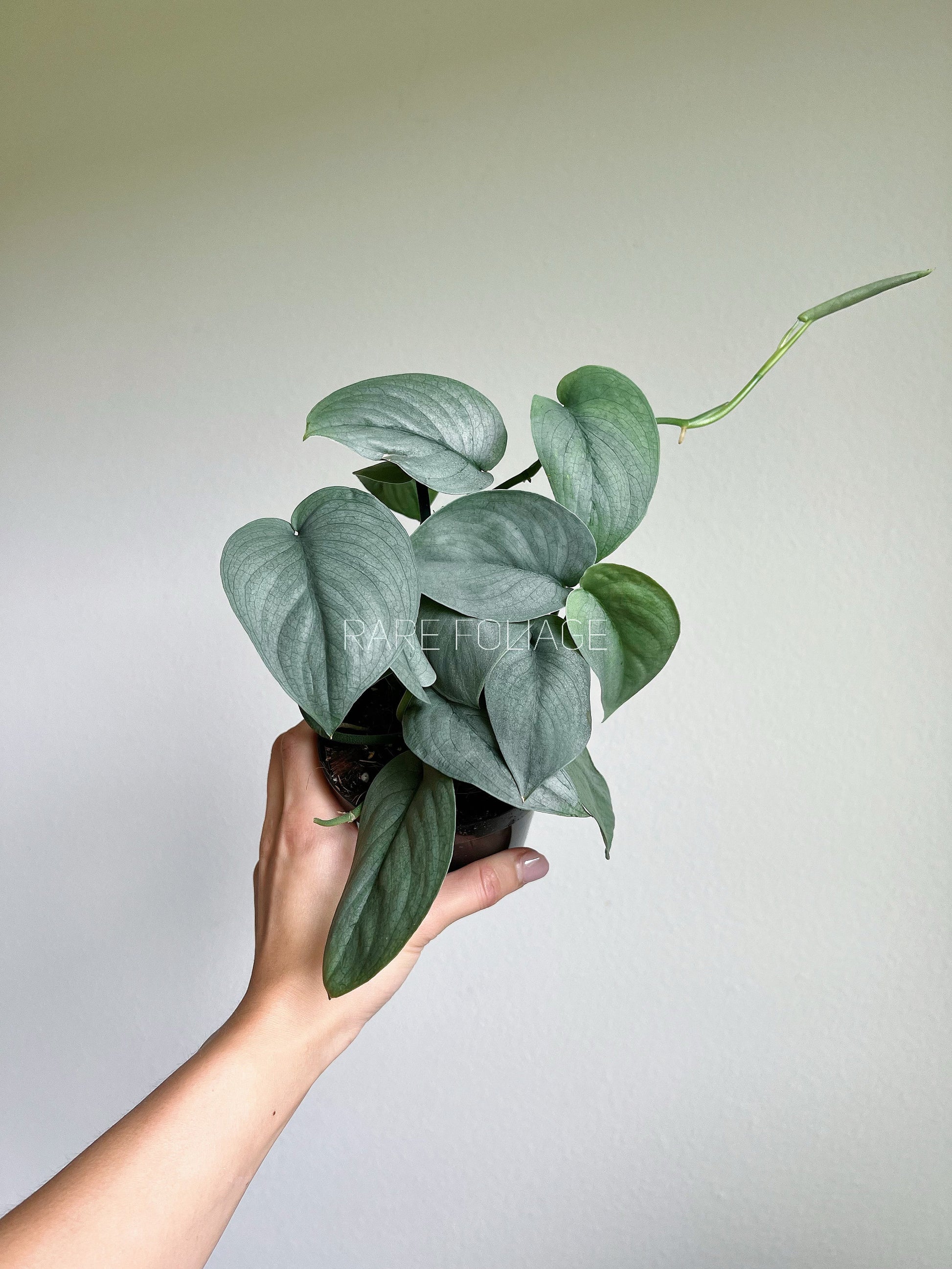silver hero pothos Scindapsus Pictus Silver Hero 4"
