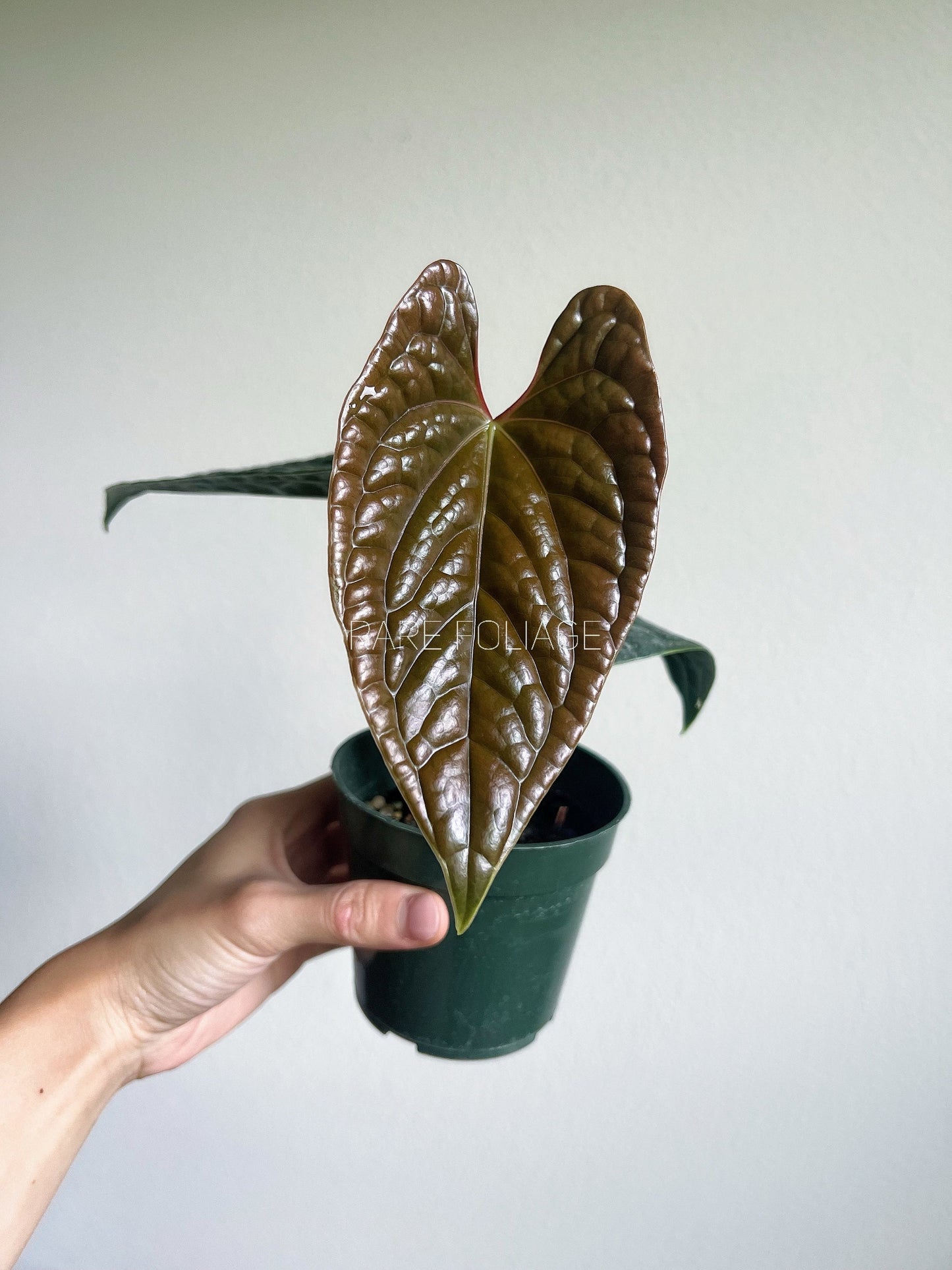 Anthurium Luxurians 4” - US SELLER