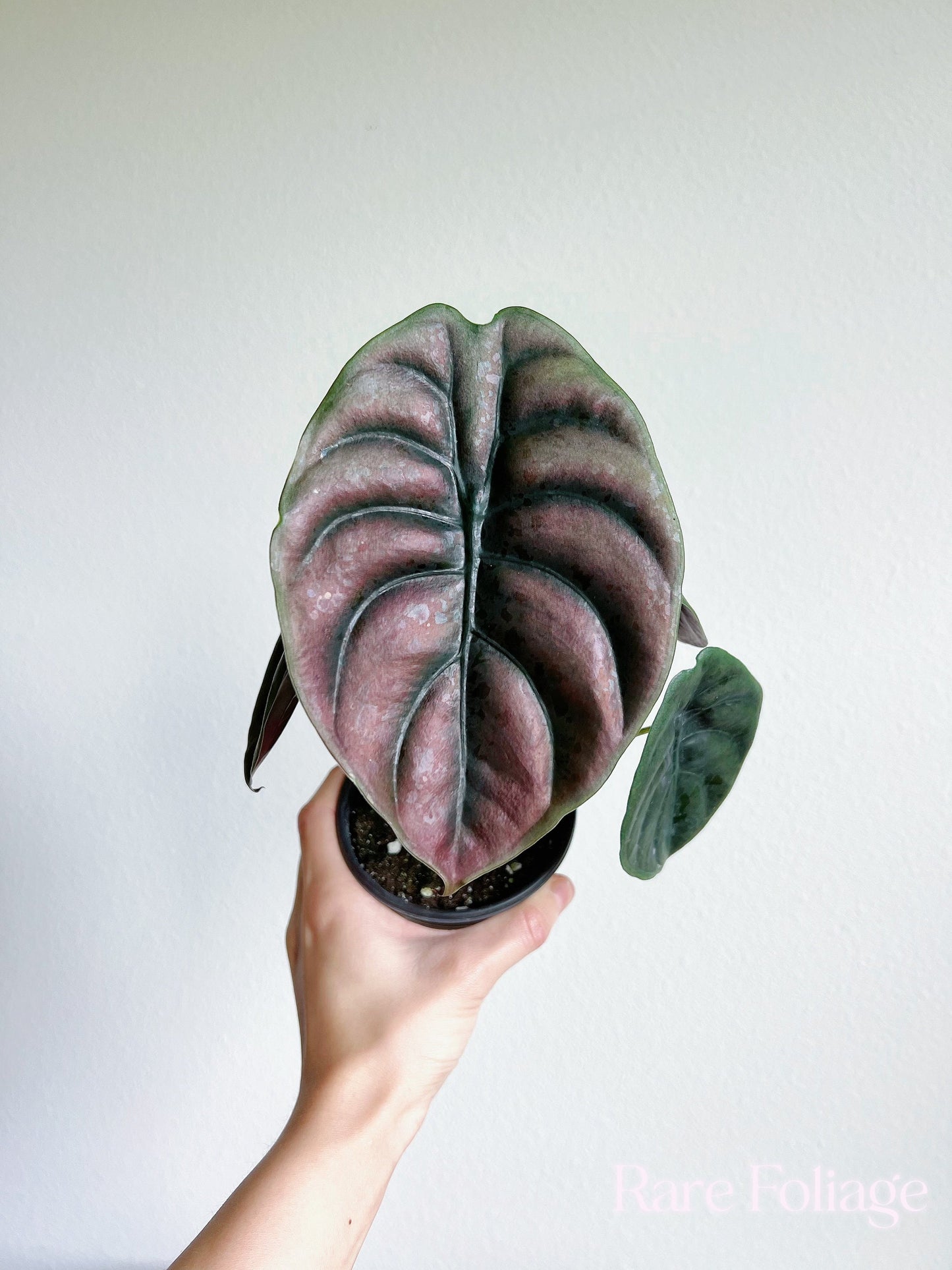 Alocasia Cuprea 4" - US SELLER