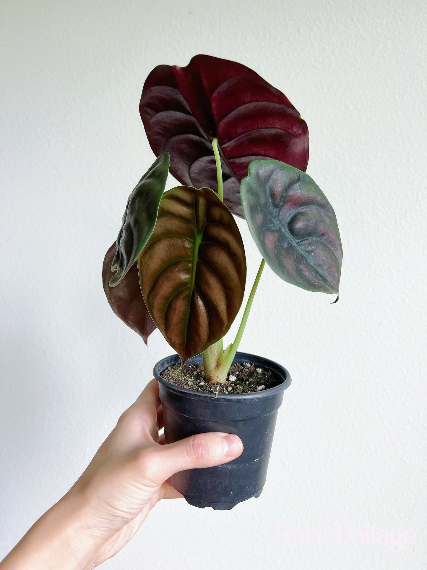 Alocasia Cuprea 4" - US SELLER