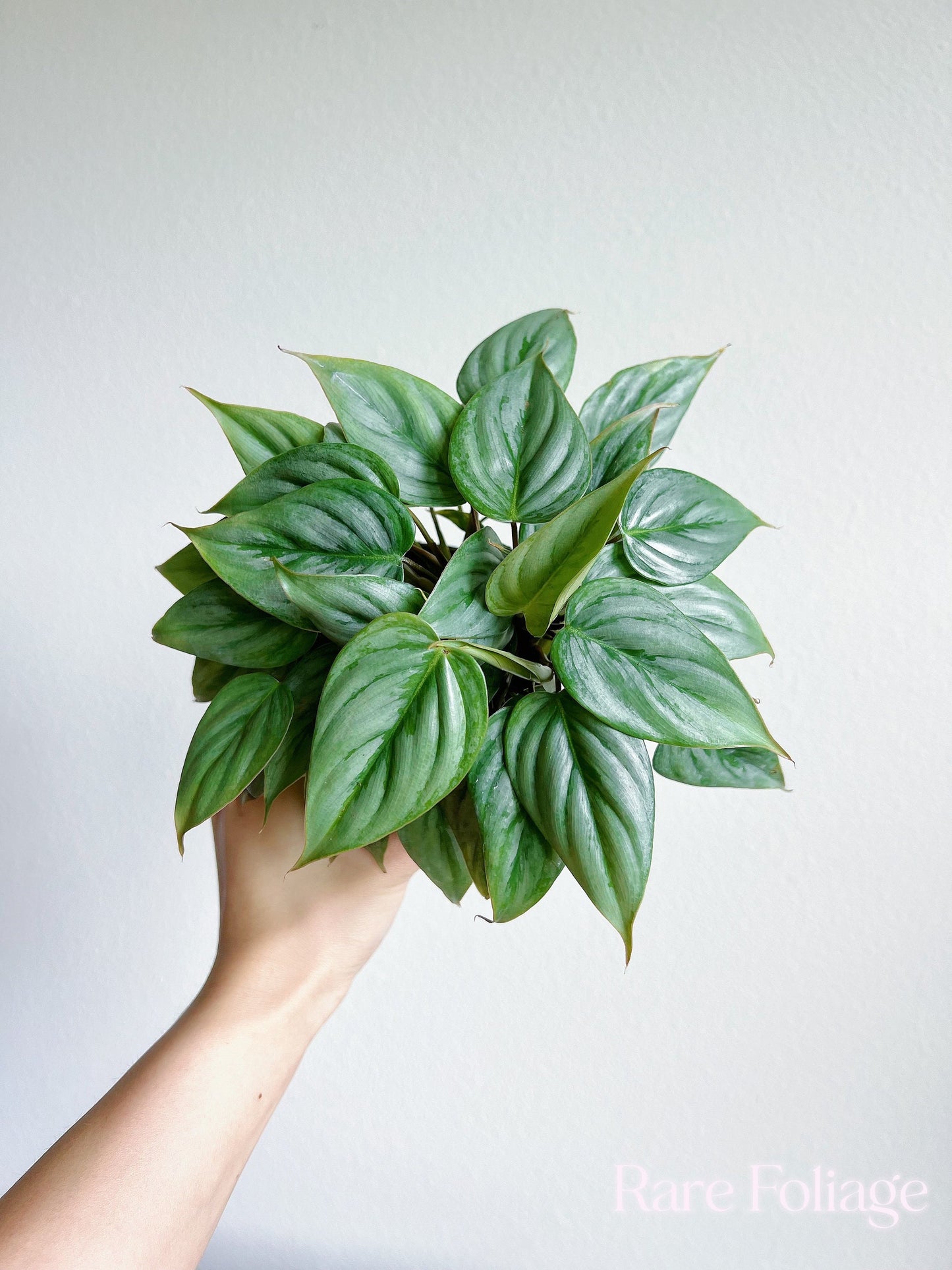 Philodendron Sodiroi 4" - US SELLER