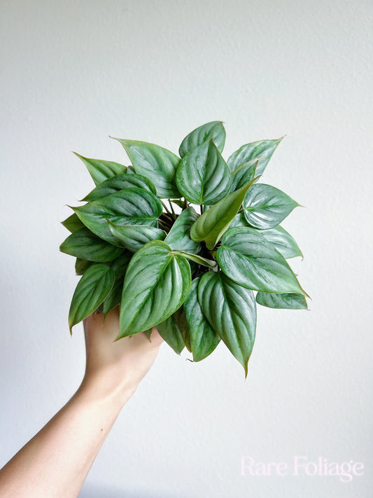 Philodendron Sodiroi 4" - US SELLER