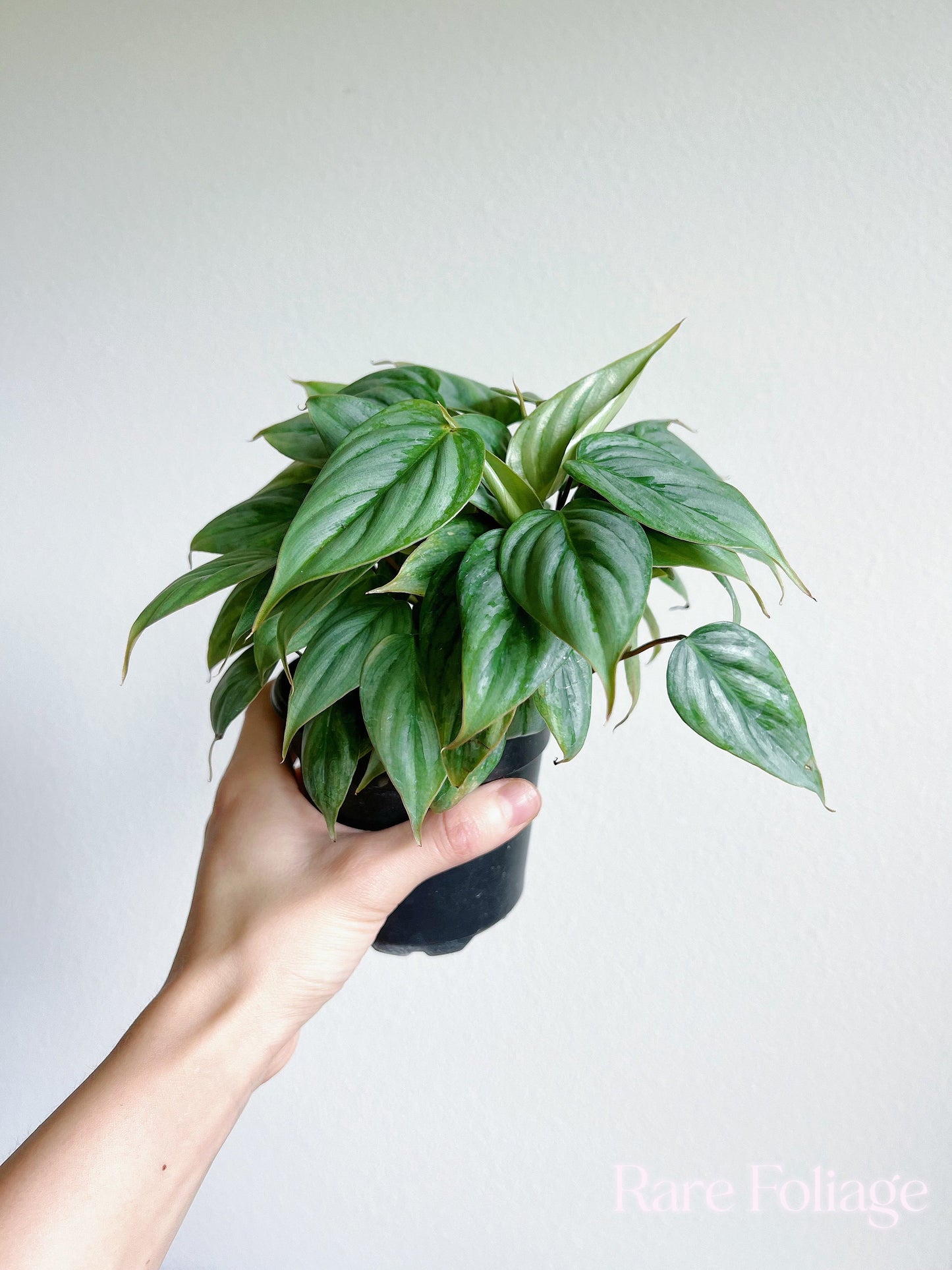 Philodendron Sodiroi 4" - US SELLER