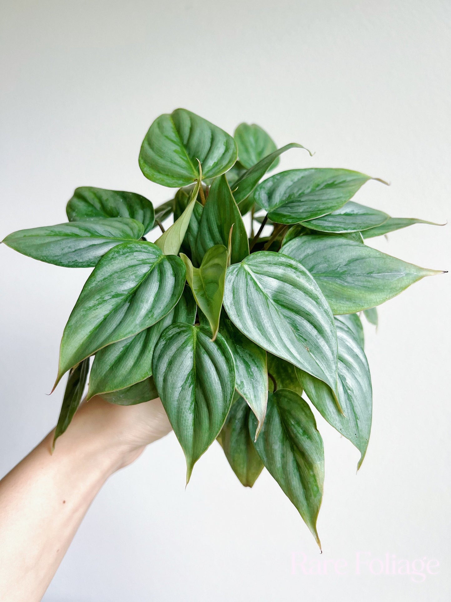 Philodendron Sodiroi 4" - US SELLER