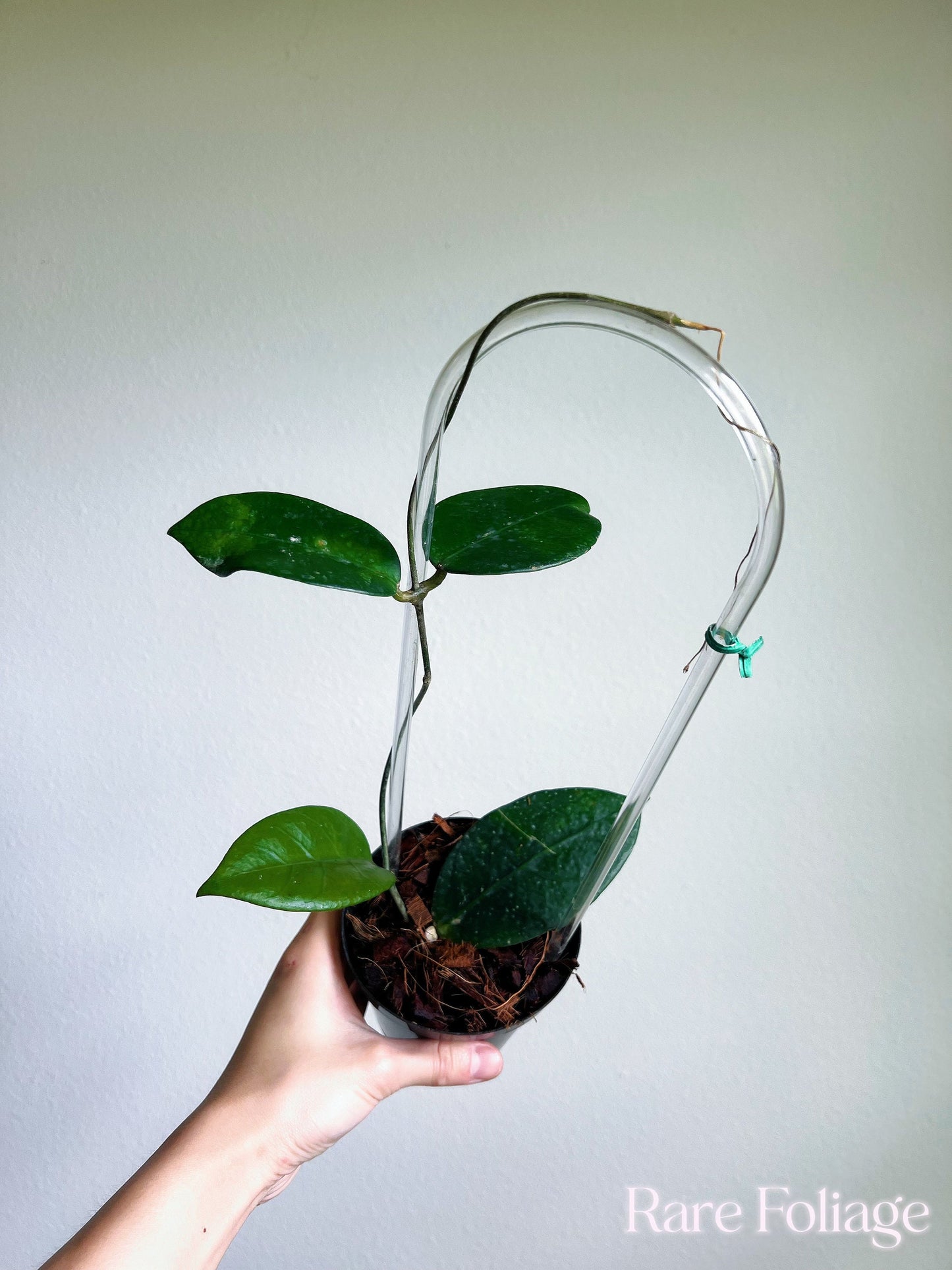 Hoya Doi - Tung 4” with Trellis