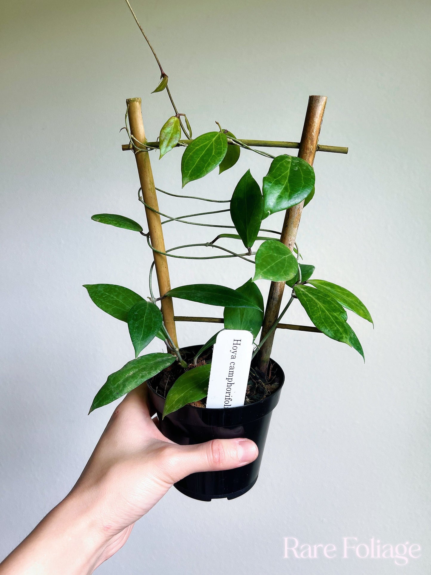 Hoya Camphorifolia Trellis 4" - US SELLER