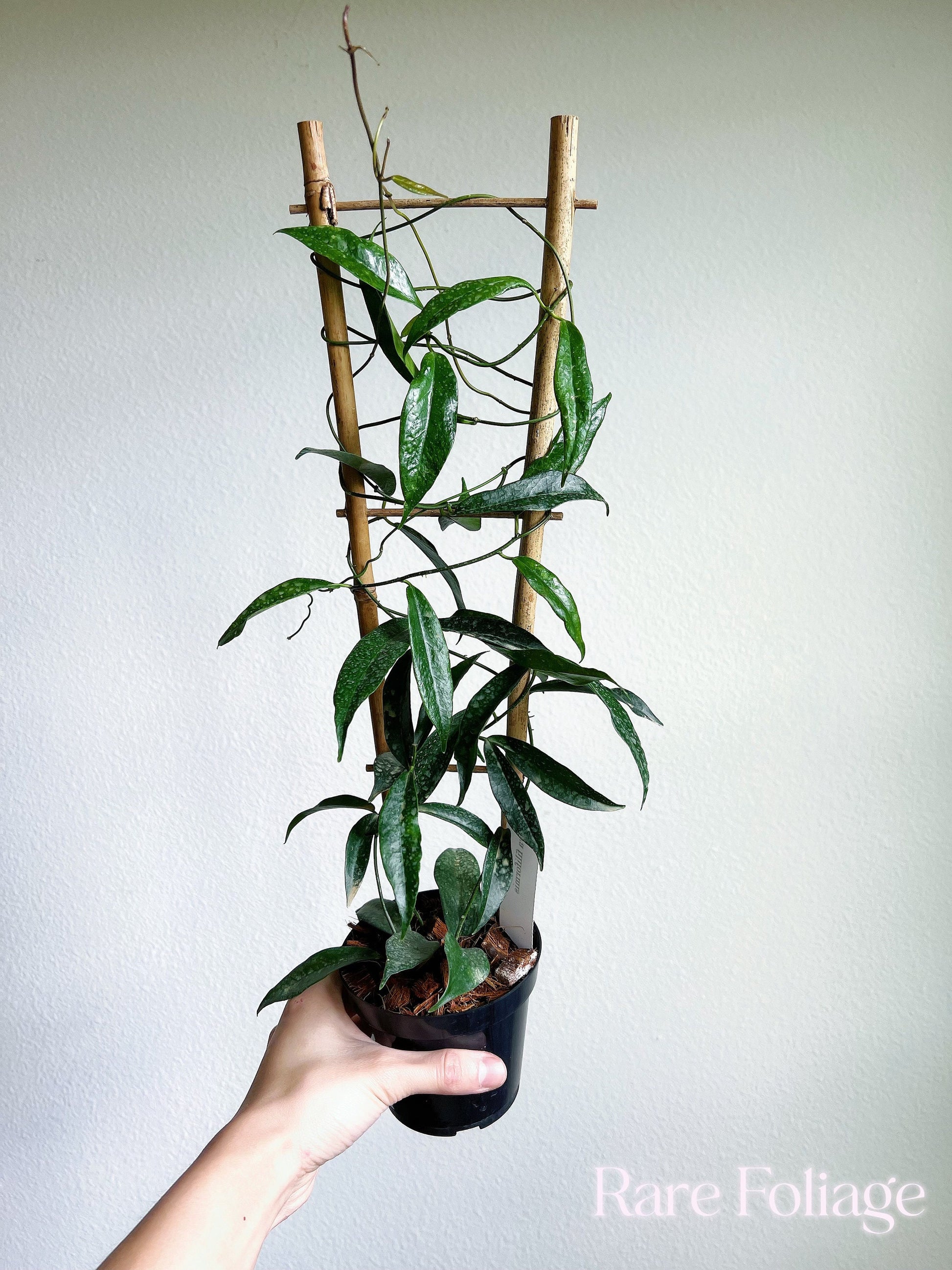 trellis for hoya plant Hoya Filiformis Trellis 4"