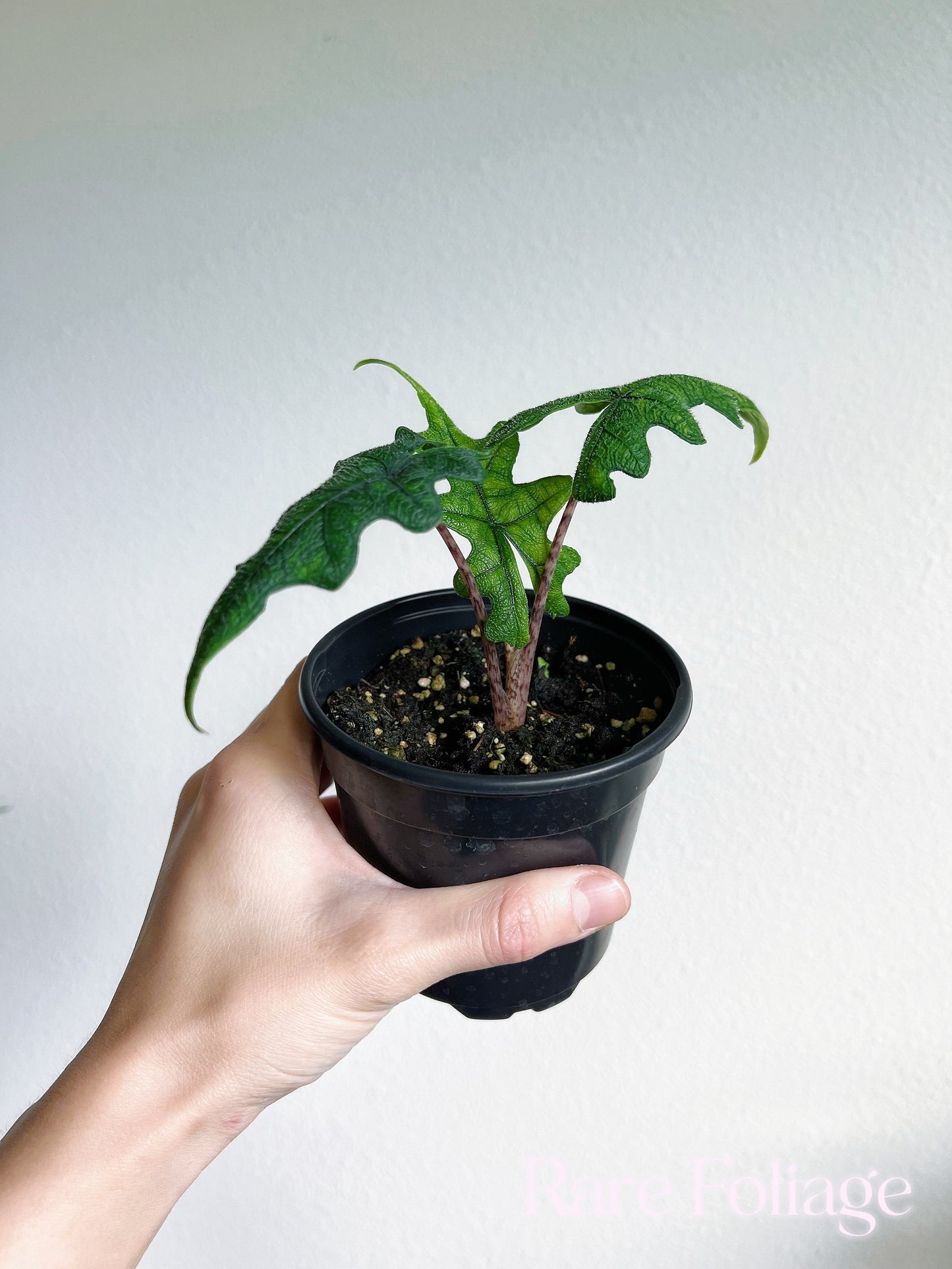Alocasia Jacklyn 4" - US SELLER