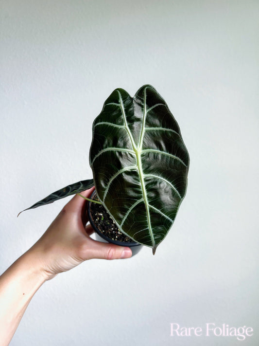 Alocasia Watsoniana 4" - US SELLER