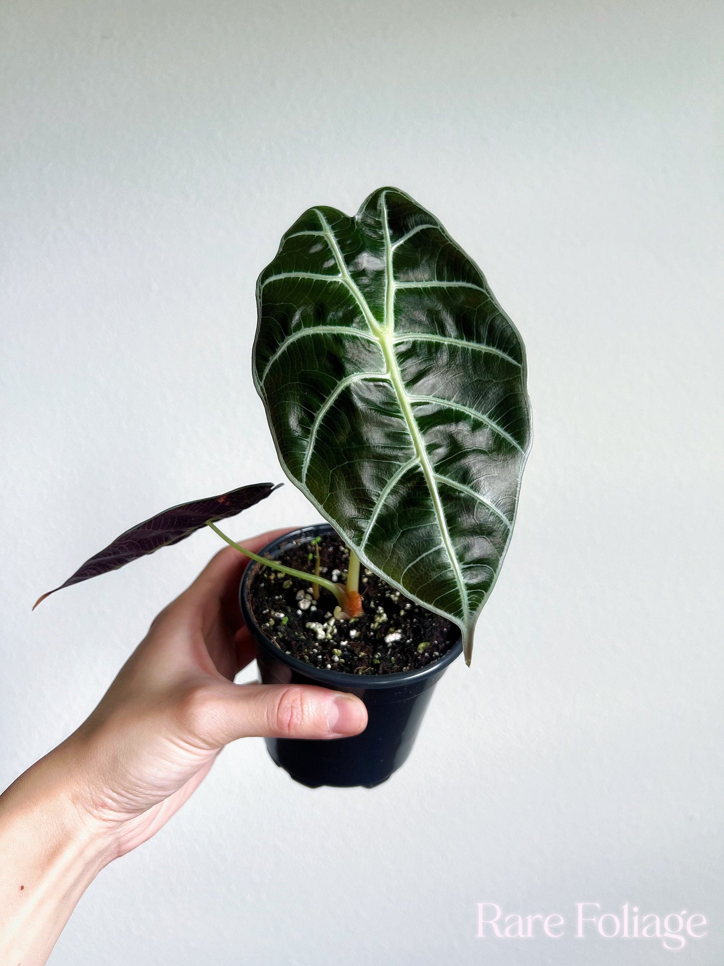 Alocasia Watsoniana 4" - US SELLER