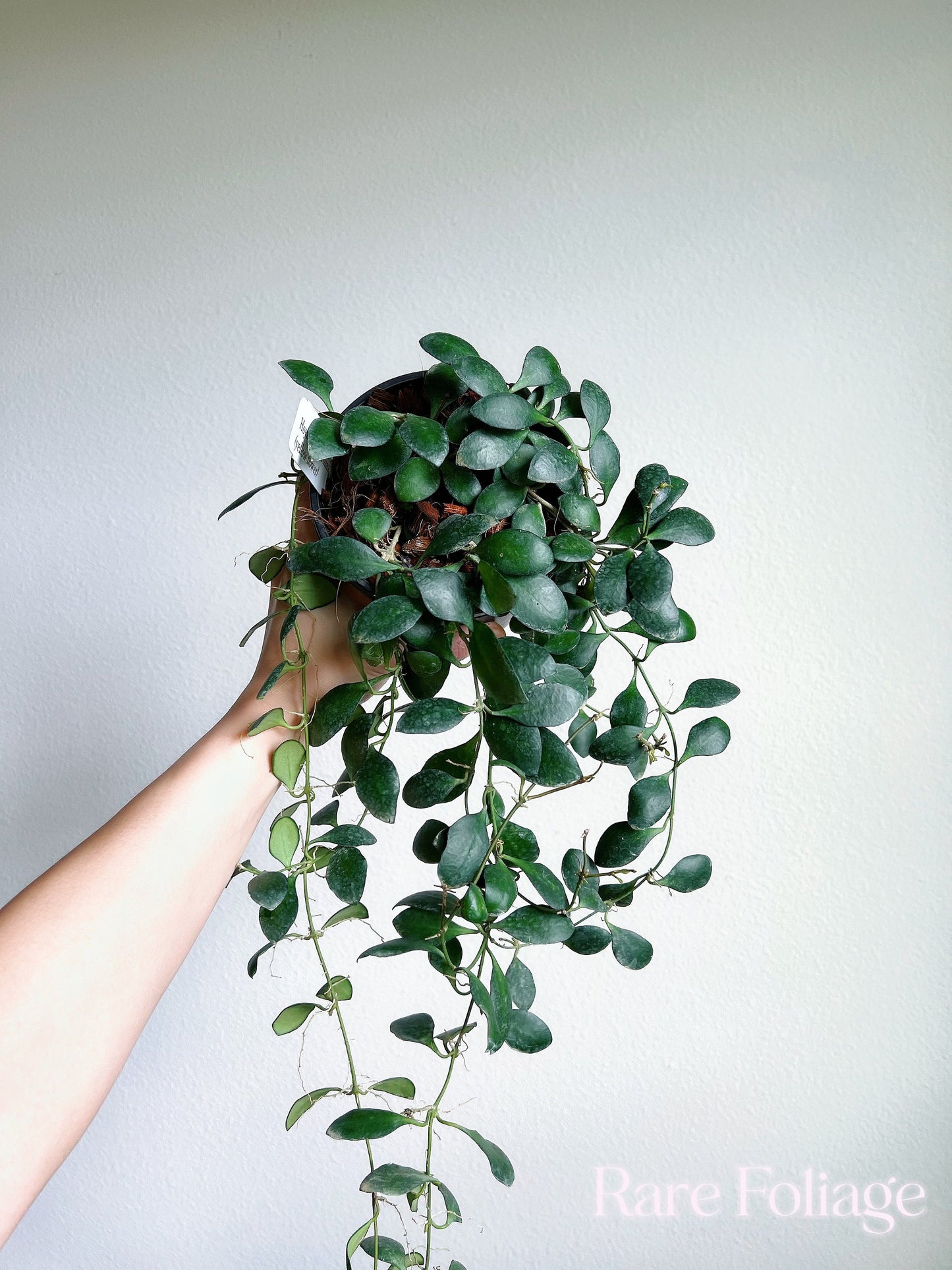 Hoya Heuschkeliana Yellow Flower 5” Hanging Basket - US SELLER