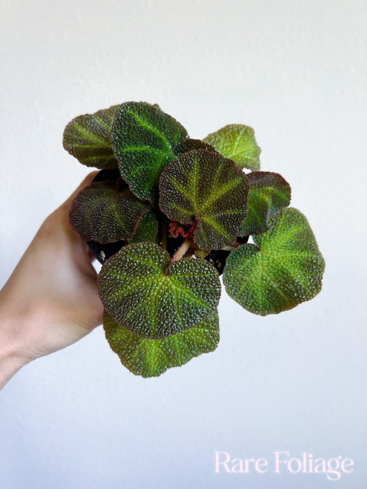 Begonia Soli-mutata 4” - US SELLER