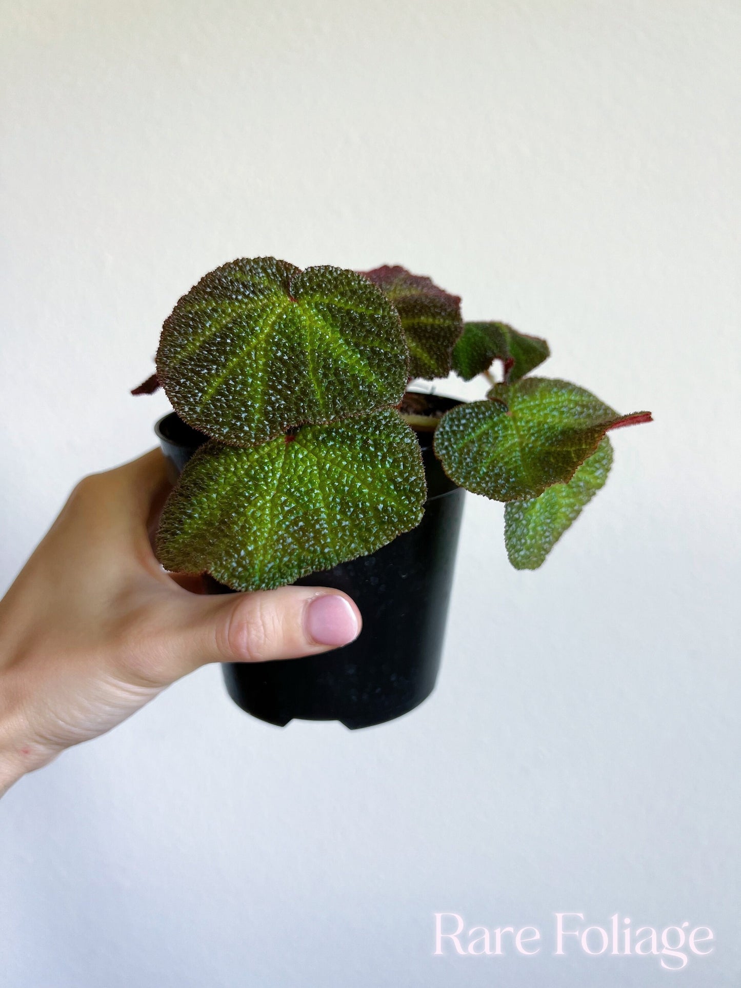 Begonia Soli-mutata 4” - US SELLER