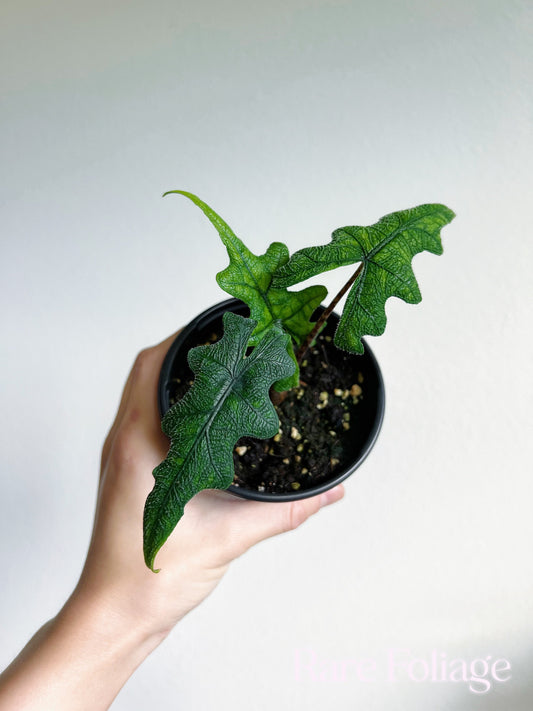 Alocasia Jacklyn 4" - US SELLER