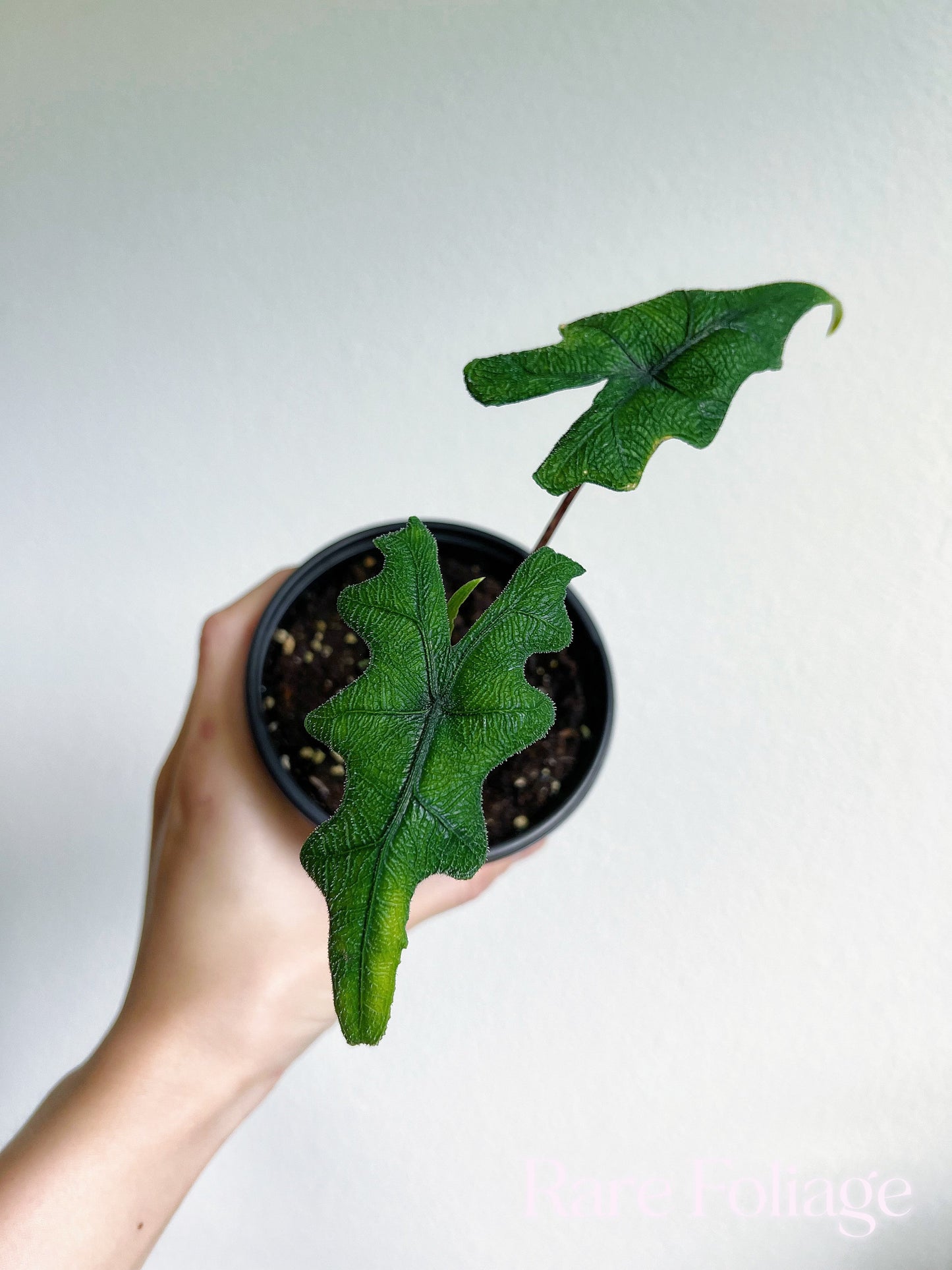 Alocasia Jacklyn 4" - US SELLER