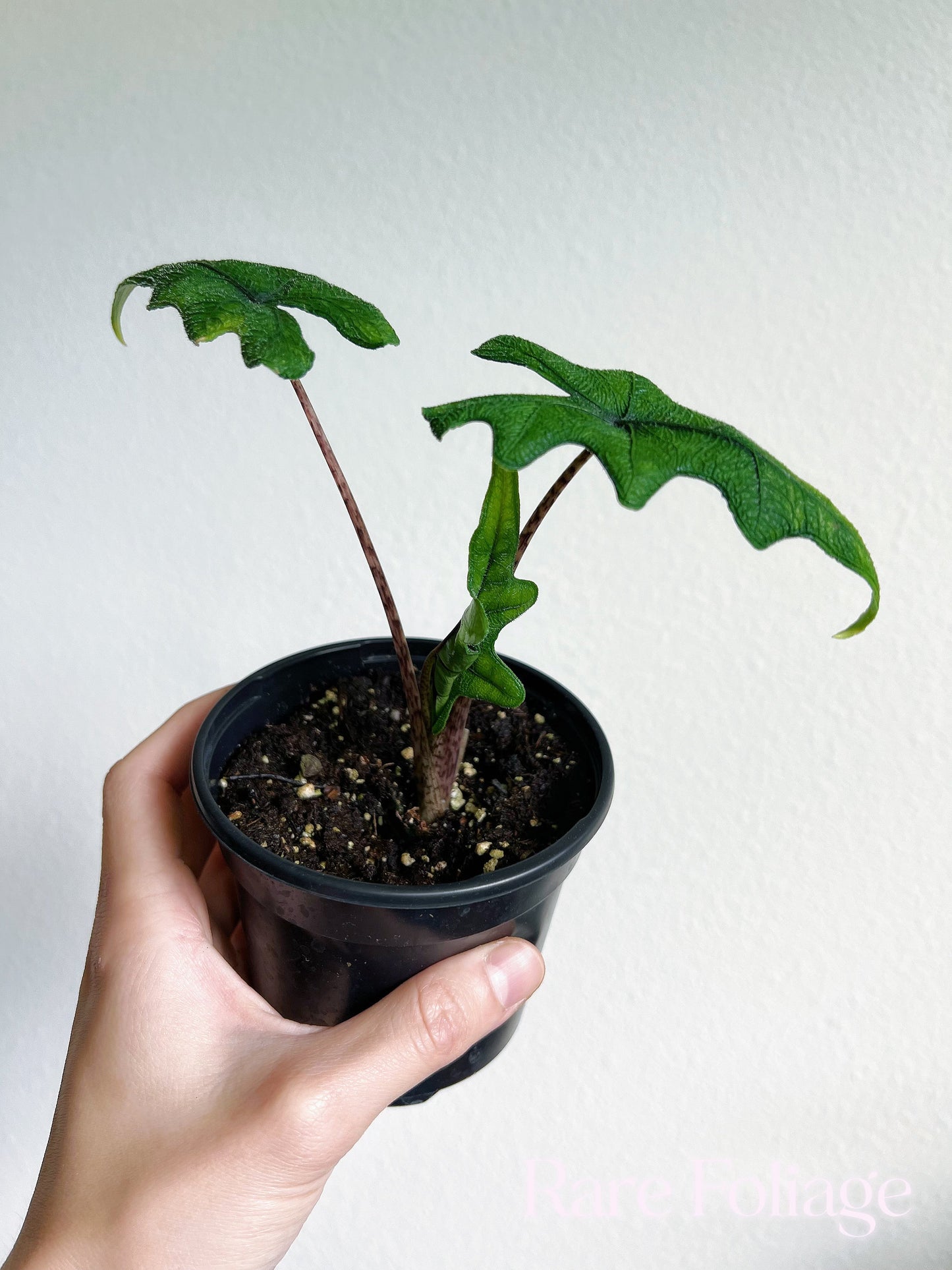 Alocasia Jacklyn 4" - US SELLER