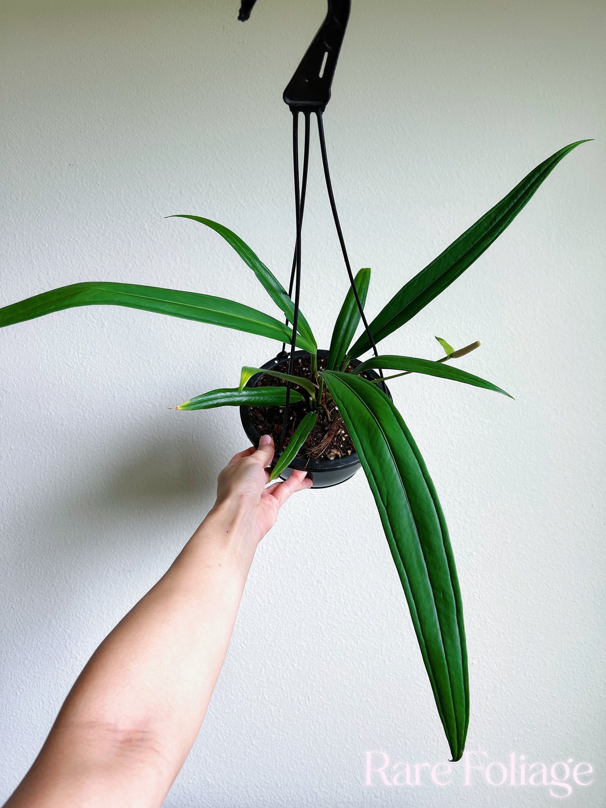 anthurium bakeri Anthurium Bakeri 6” Hanging Basket