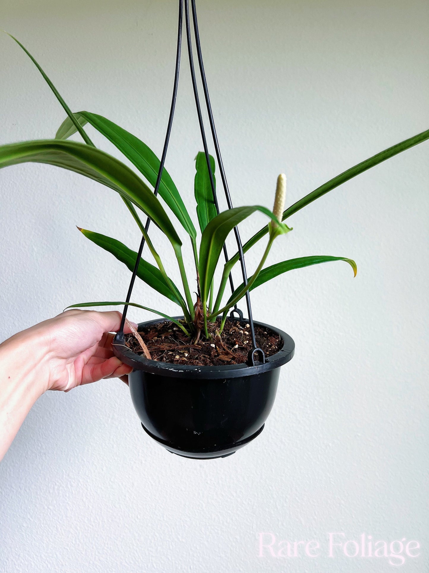 Anthurium Bakeri 6” Hanging Basket - US SELLER