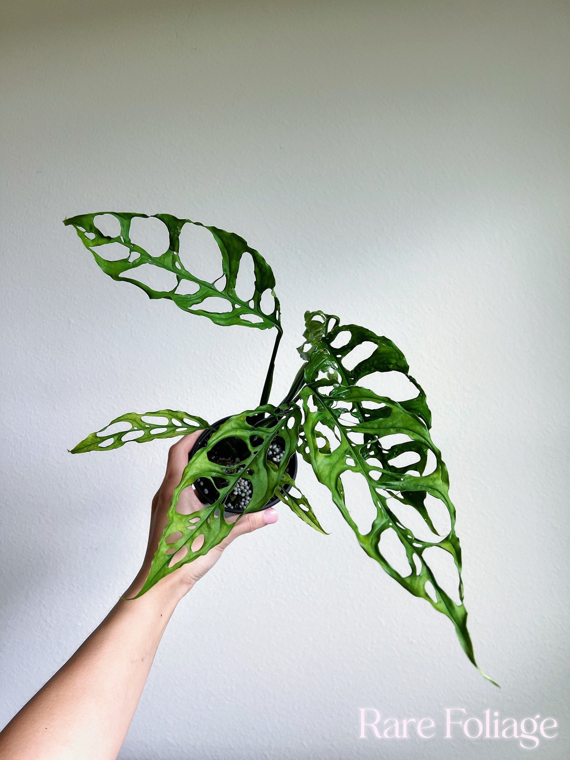 monstera obliqua peruvian form Monstera Obliqua Peru 4”