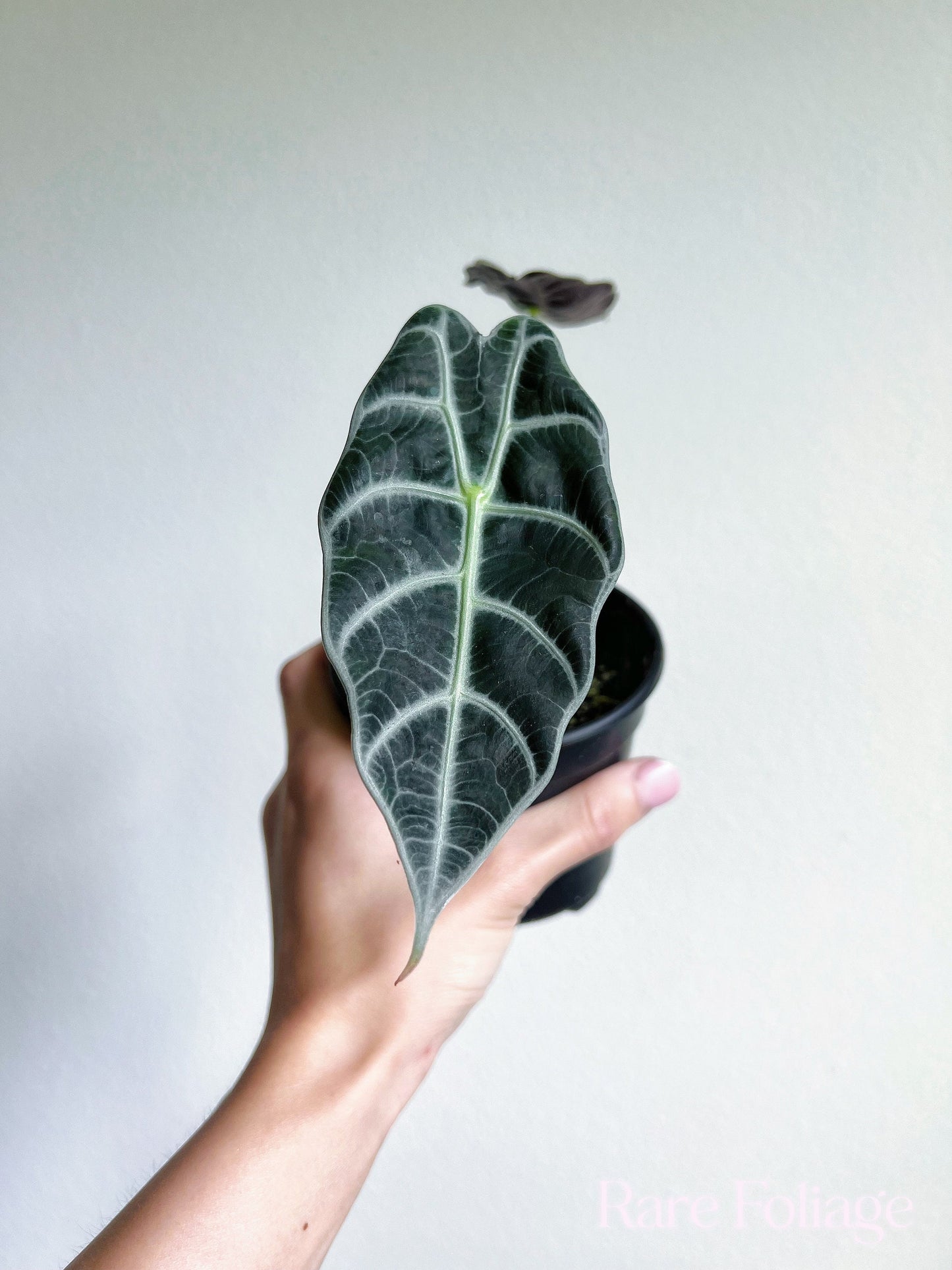 Alocasia Watsoniana 4" - US SELLER