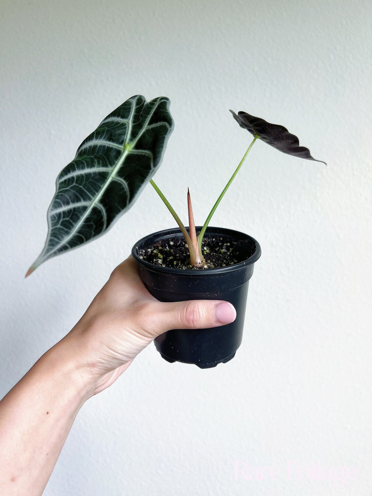 Alocasia Watsoniana 4" - US SELLER