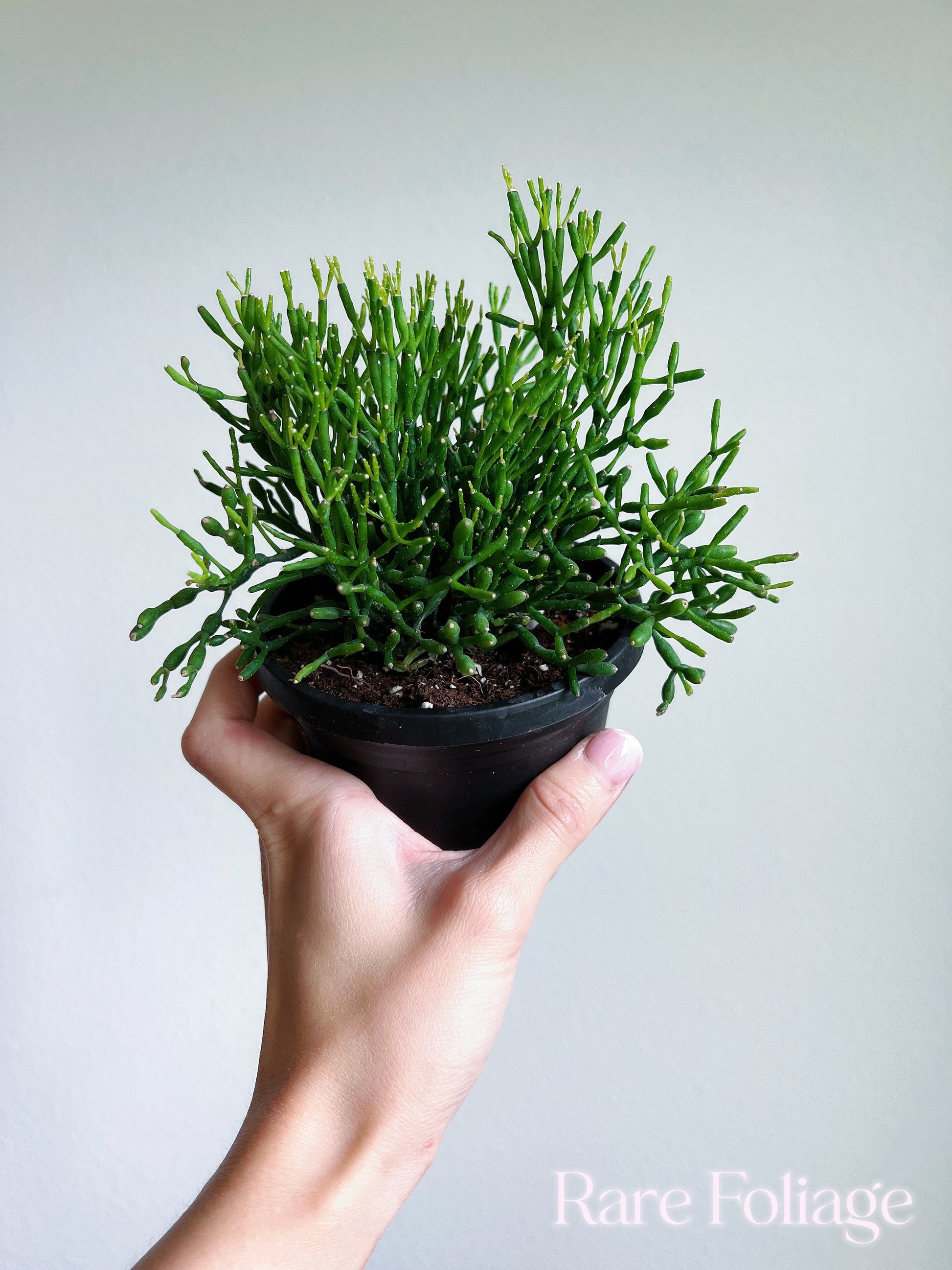 rhipsalis hanging plant Rhipsalis (Mistletoe Cactus) 4” Hanging Basket