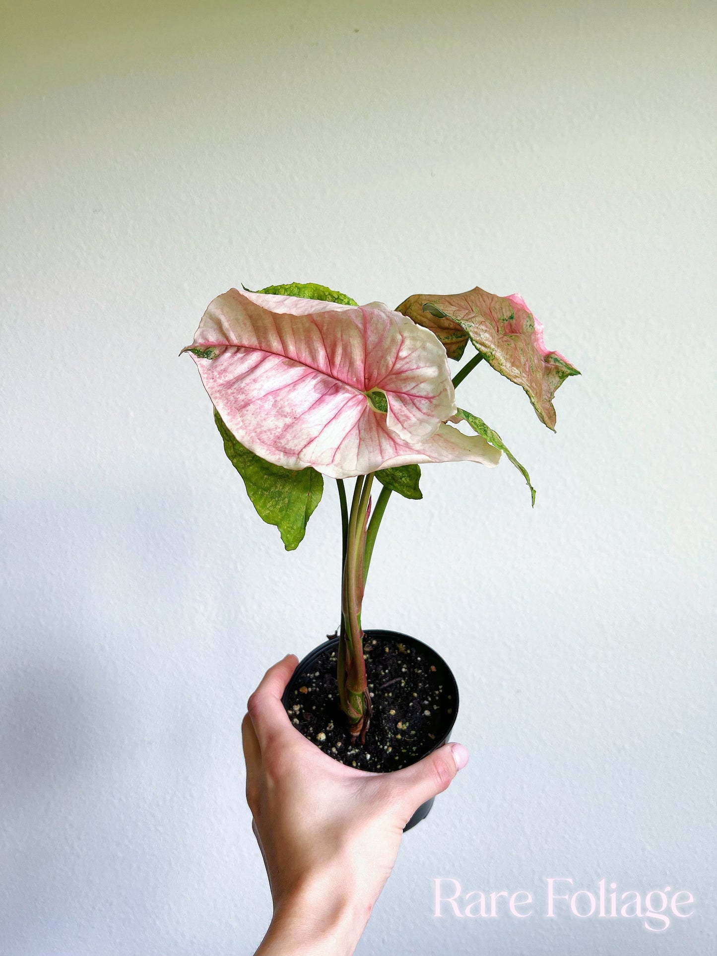 Syngonium Strawberry Ice 4” - US SELLER