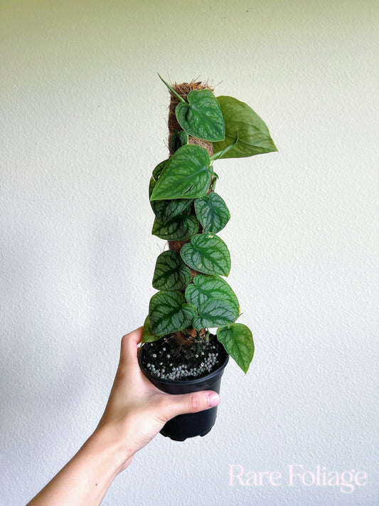 Monstera Dubia 4” - US SELLER