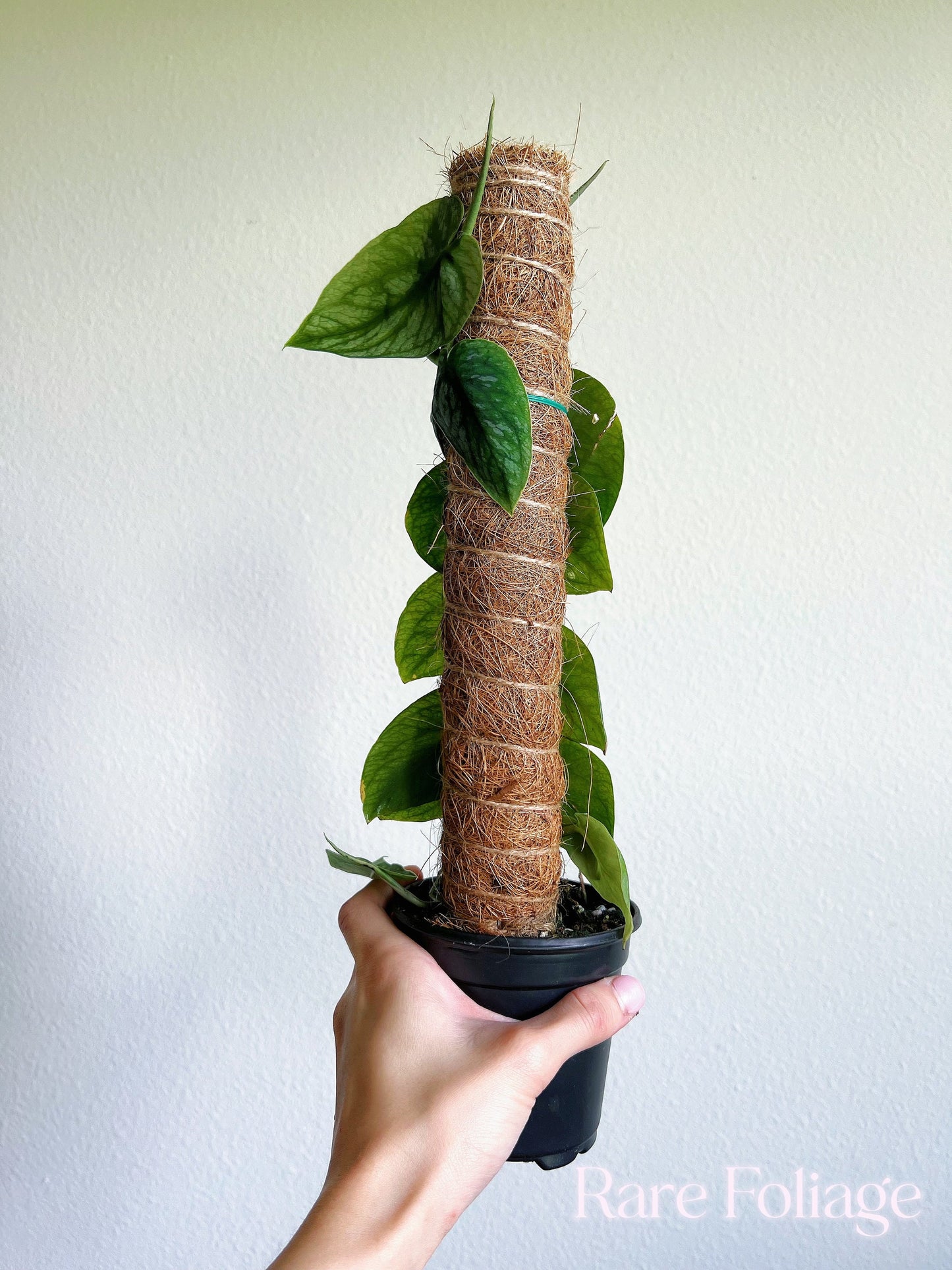 Monstera Dubia 4” - US SELLER