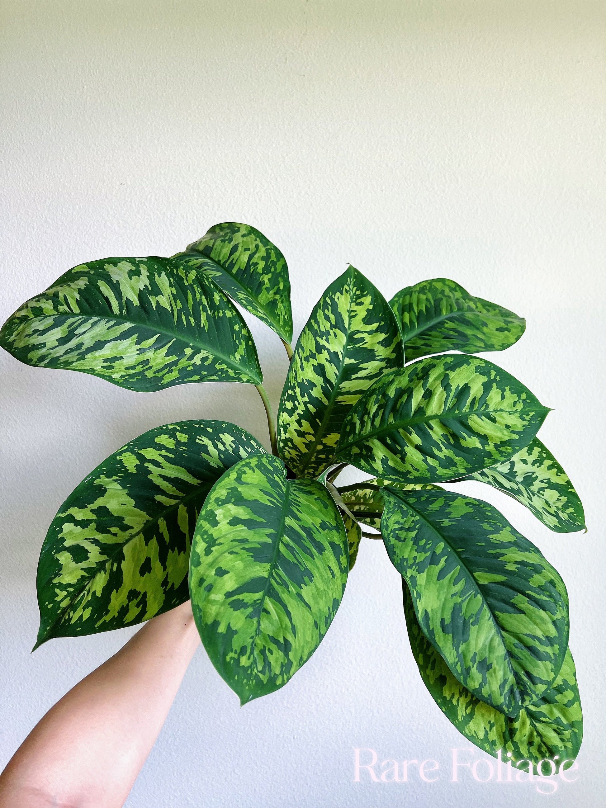 homalomena camouflage vs aglaonema Homalomena Camouflage 6” Extra Large- US SELLER – Rare Foliage Plant Co