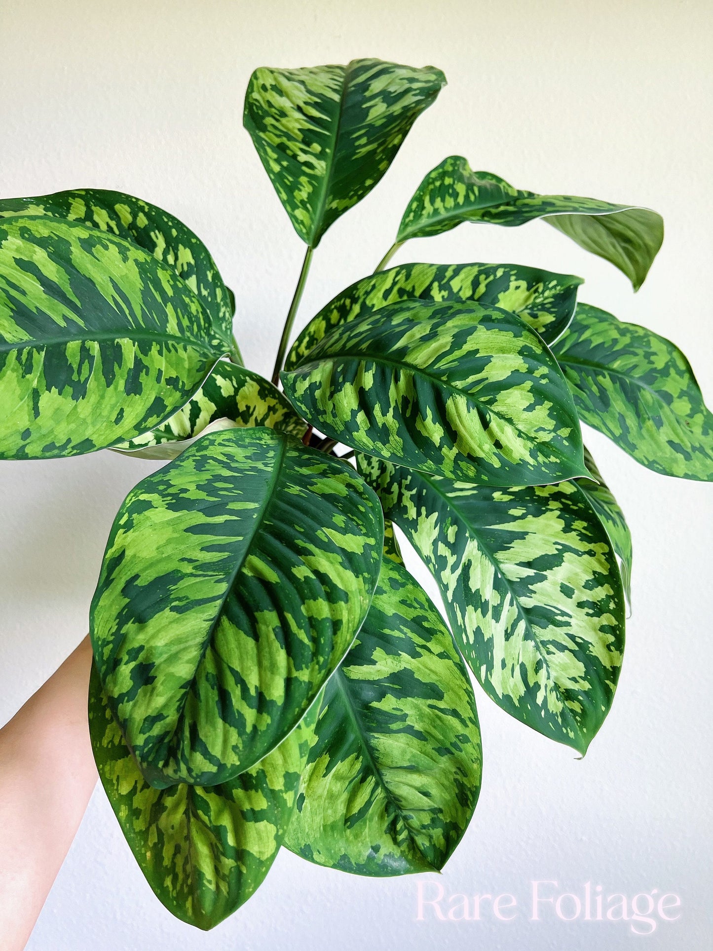 Homalomena Camouflage 6” Extra Large- US SELLER