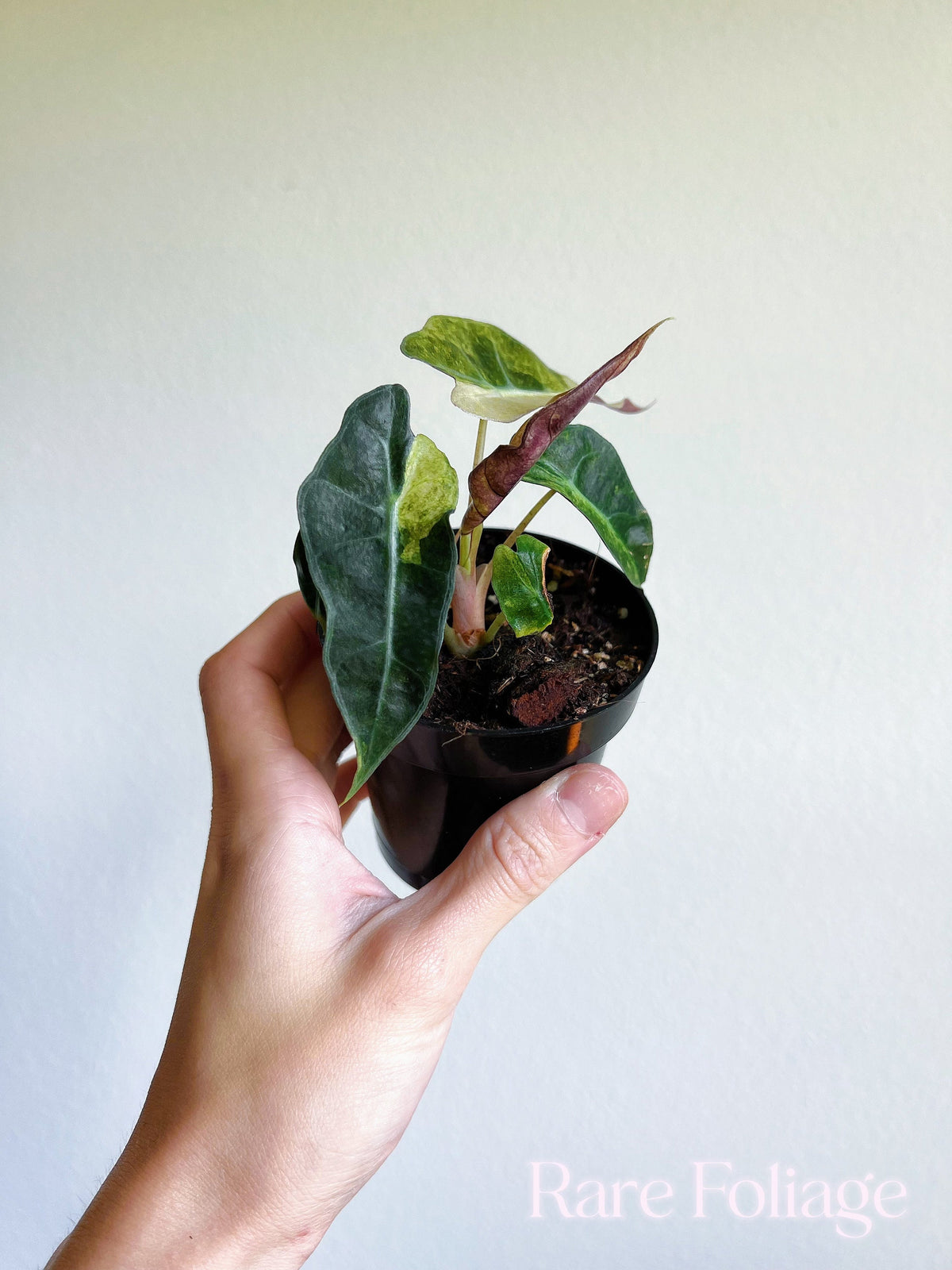 Alocasia Polly Pink Mint Variegated 3” - US SELLER – Rare Foliage Plant Co
