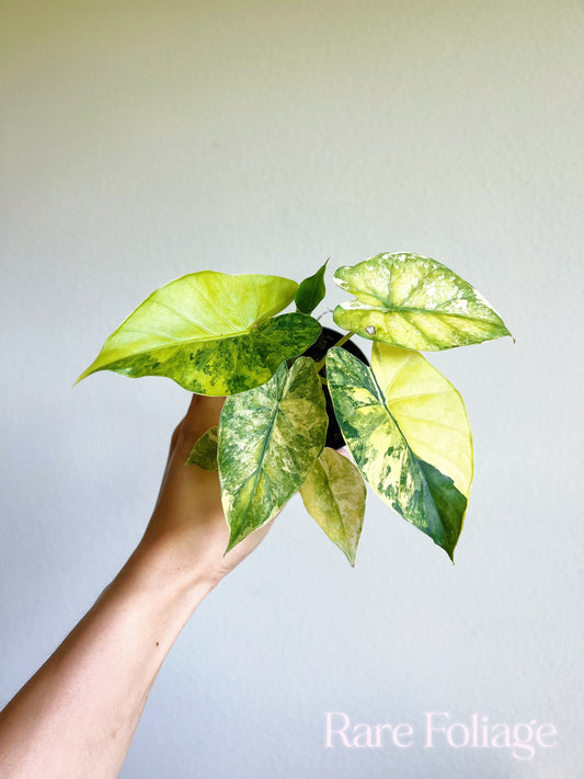 Alocasia Gageana Aurea 3" High Variegation - US SELLER