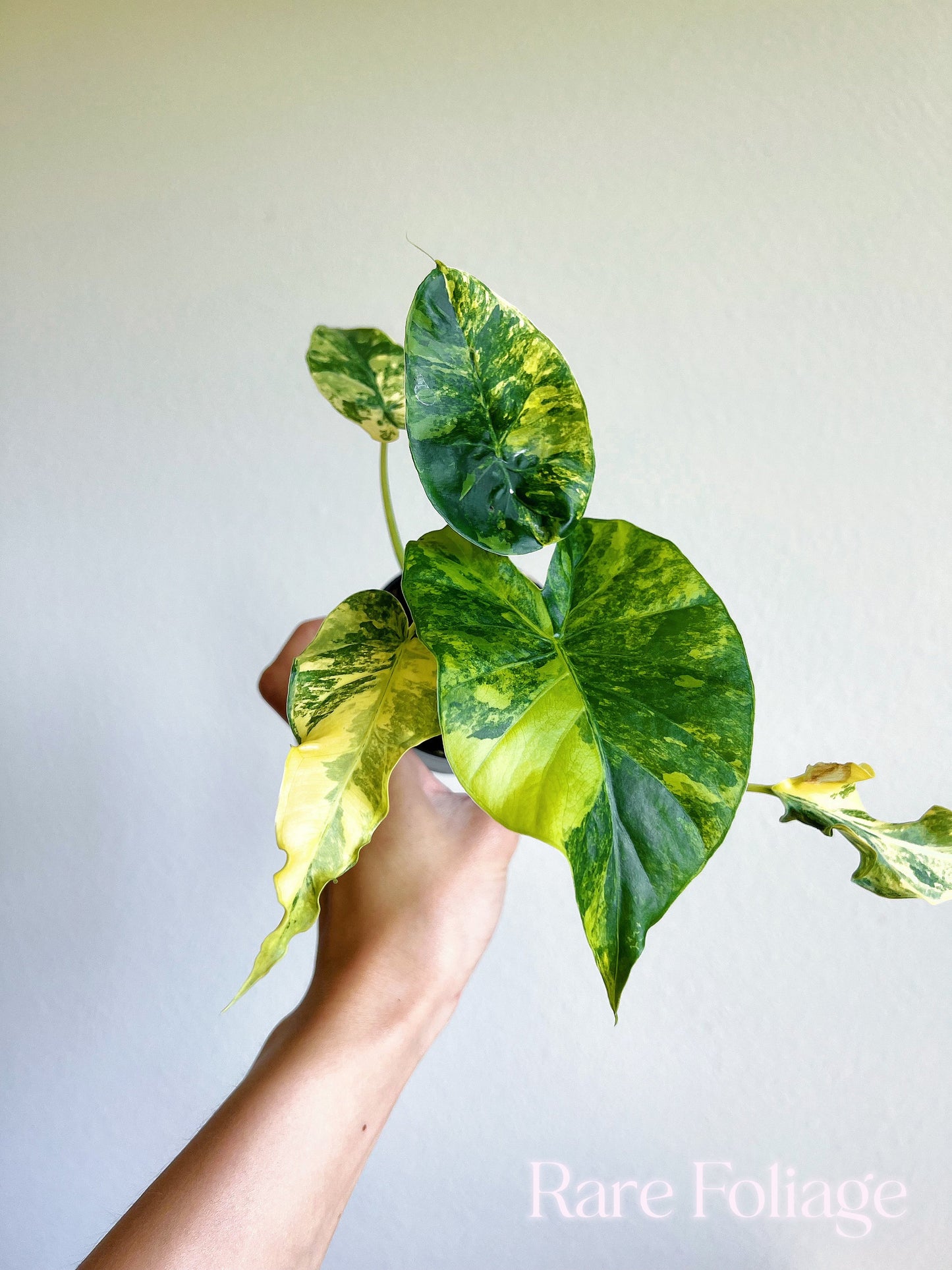 Alocasia Gageana Aurea 3" High Variegation - US SELLER