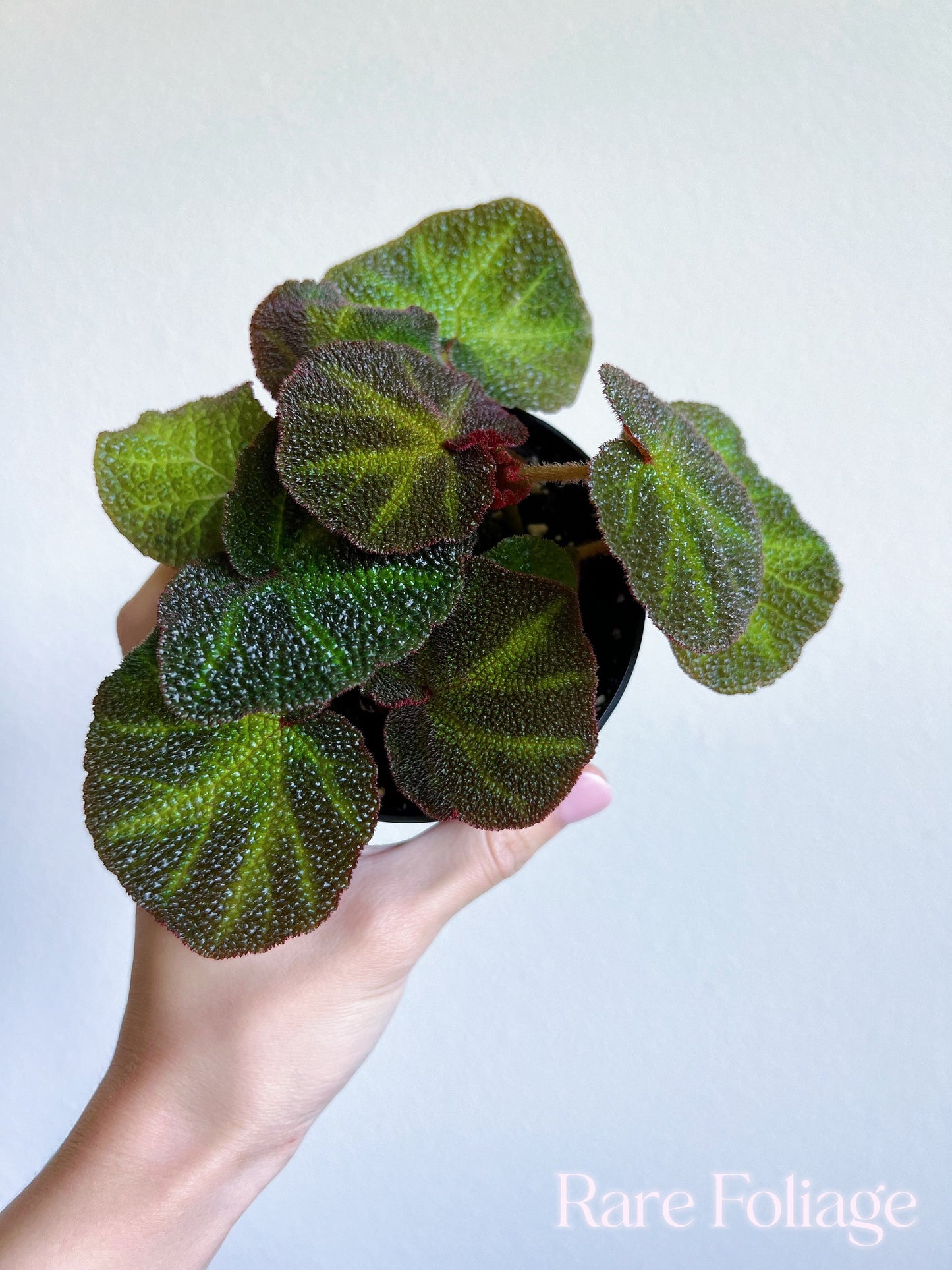 Begonia Soli-mutata 4” - US SELLER