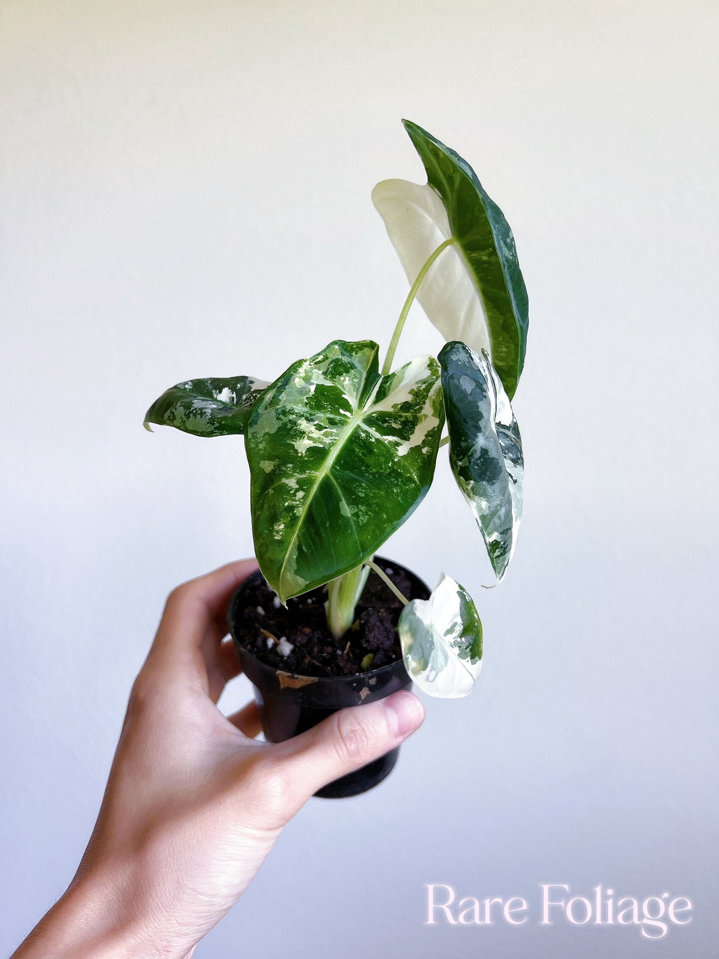 Alocasia Frydek Variegated 3" - US SELLER