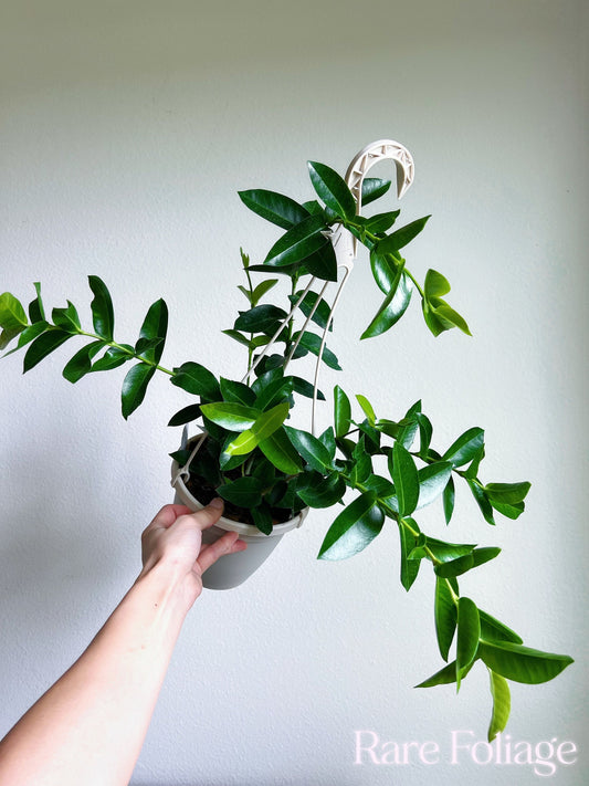 Hoya Densifolia 6" Hanging Basket (Huge) - US Seller