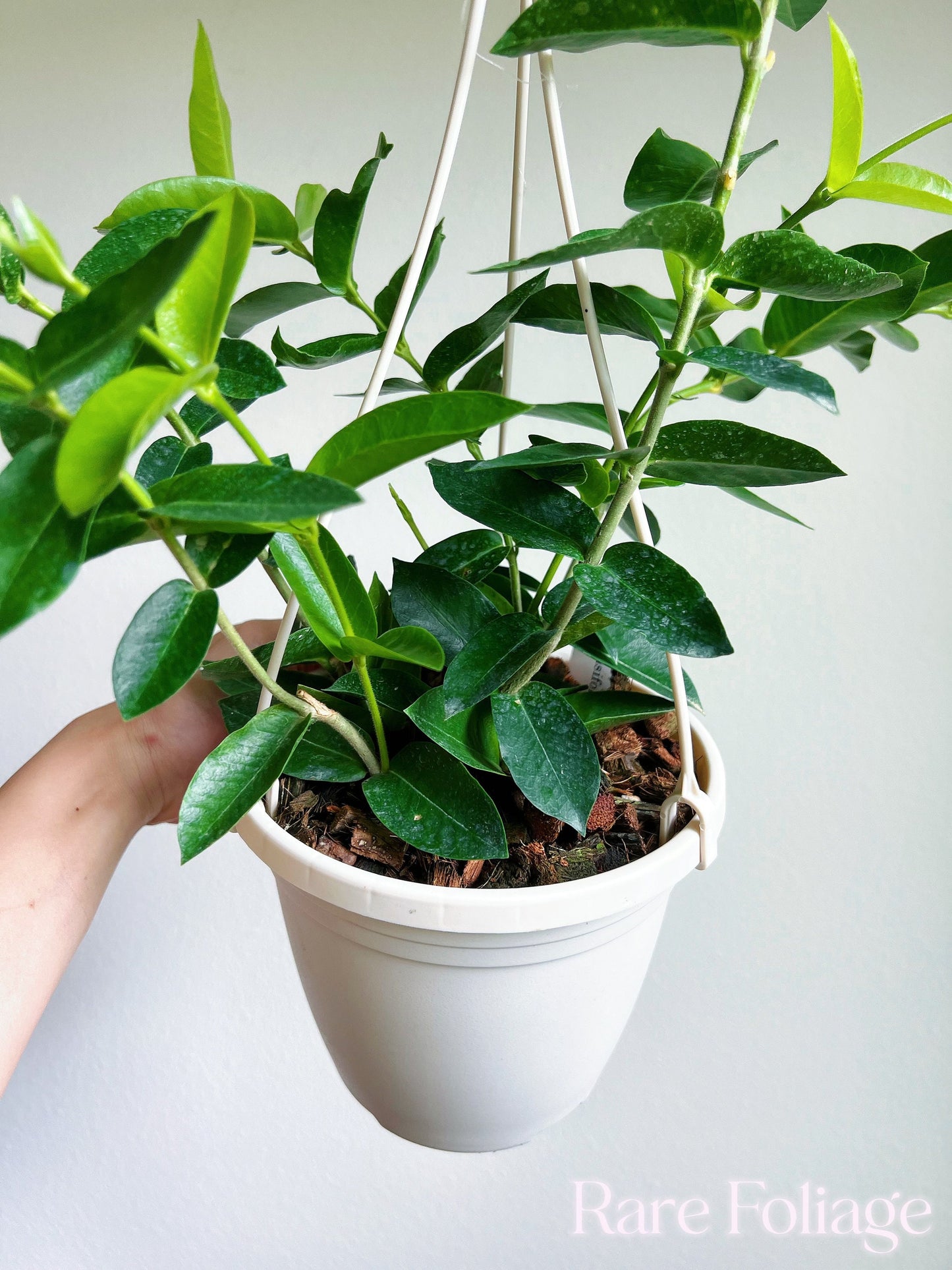 Hoya Densifolia 6" Hanging Basket (Huge) - US Seller