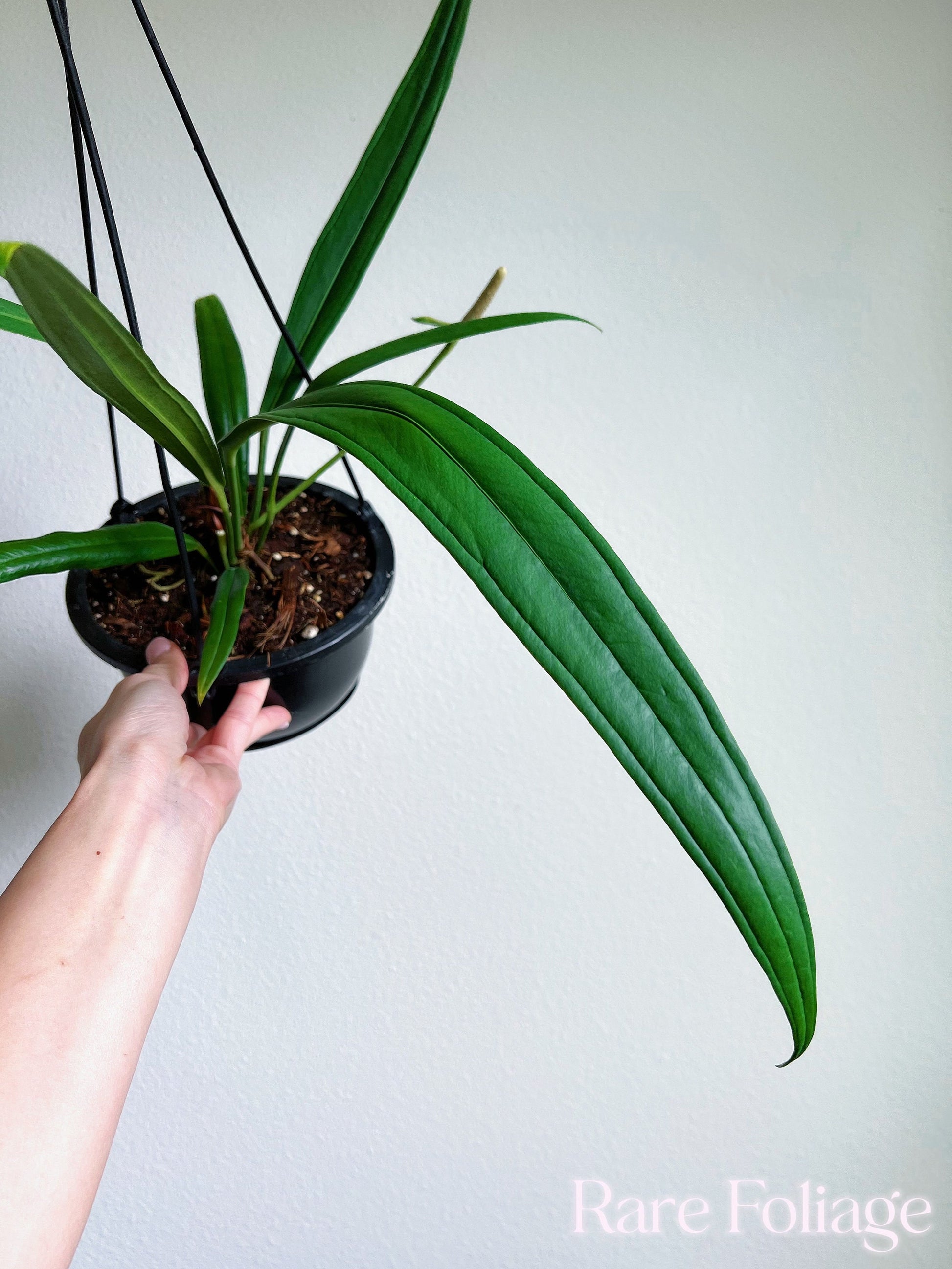 anthurium bakeri flora fauna Anthurium Bakeri 6” Hanging Basket