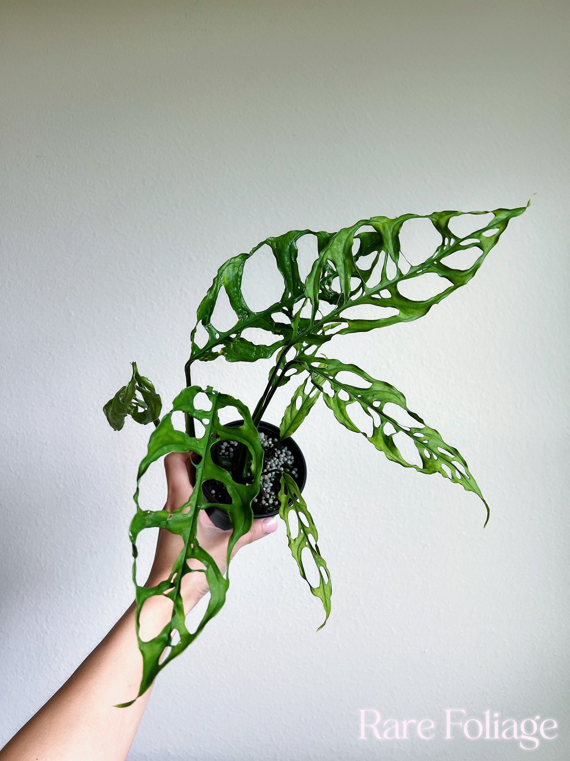 monstera adansonii obliqua peru Monstera Obliqua Peru 4”