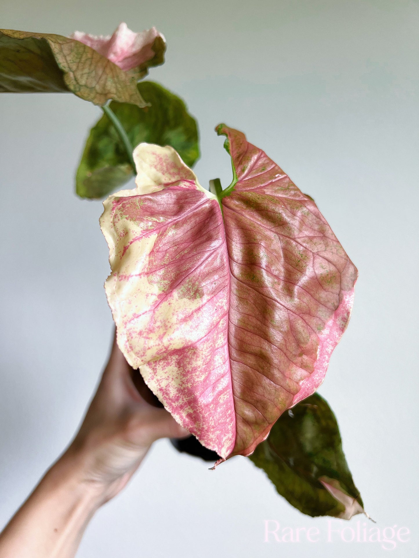 Syngonium Strawberry Ice 4” - US SELLER