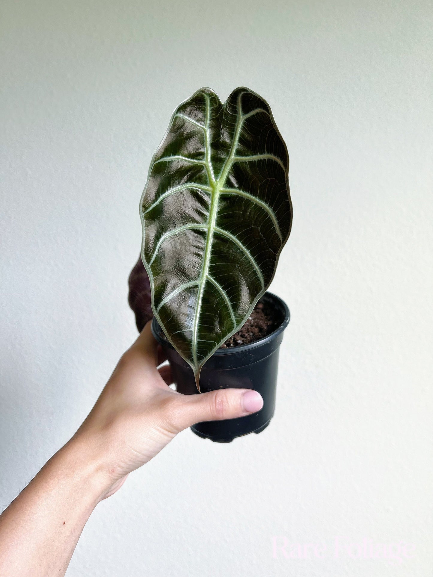 Alocasia Watsoniana 4" - US SELLER