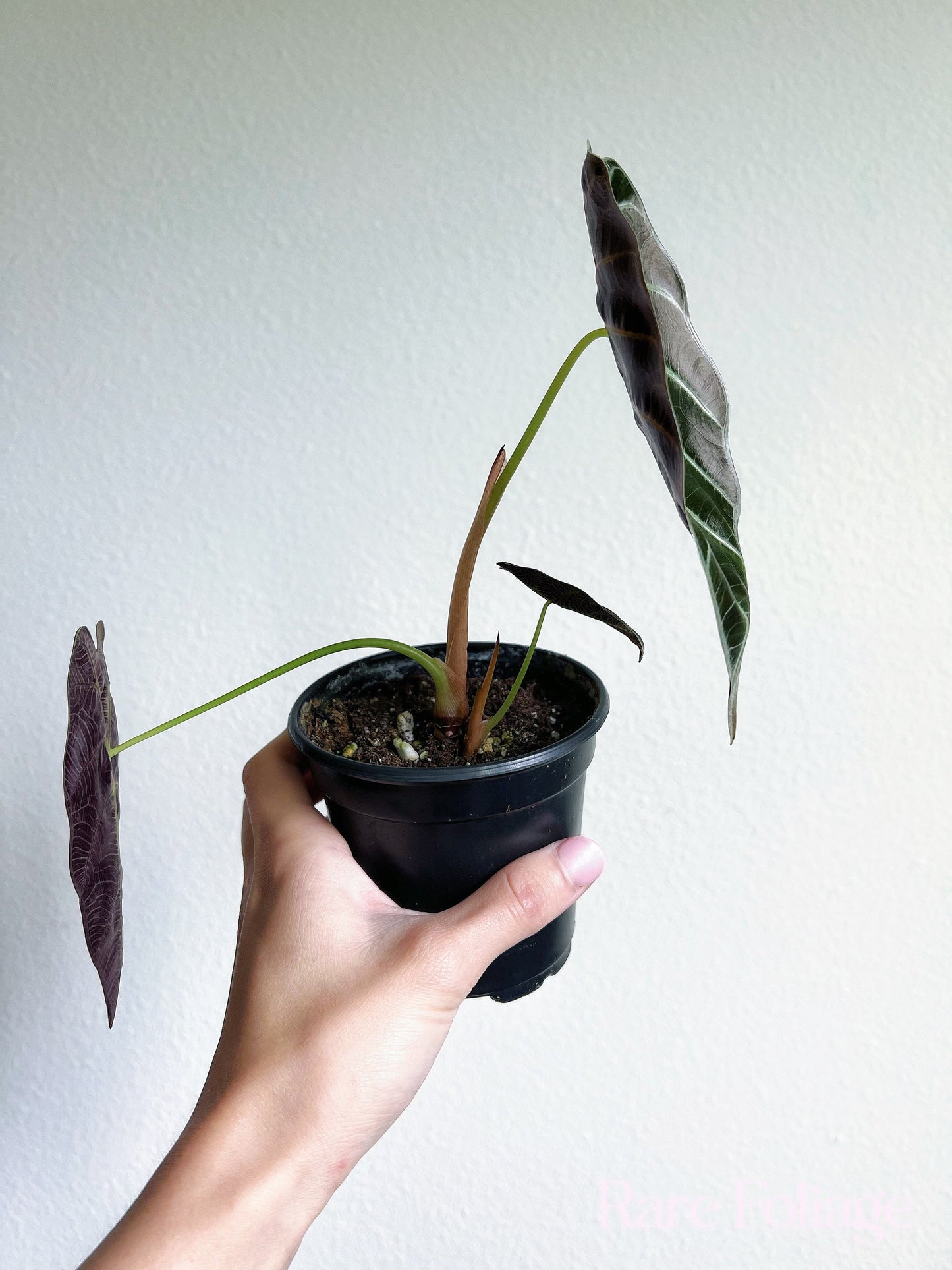 Alocasia Watsoniana 4" - US SELLER